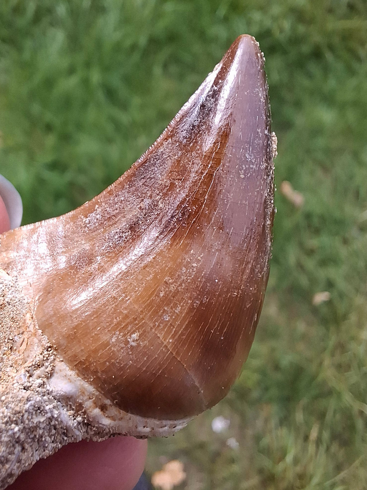 Mosasaurus Tooth with matrix, Fossil, (Ref: MTM1)