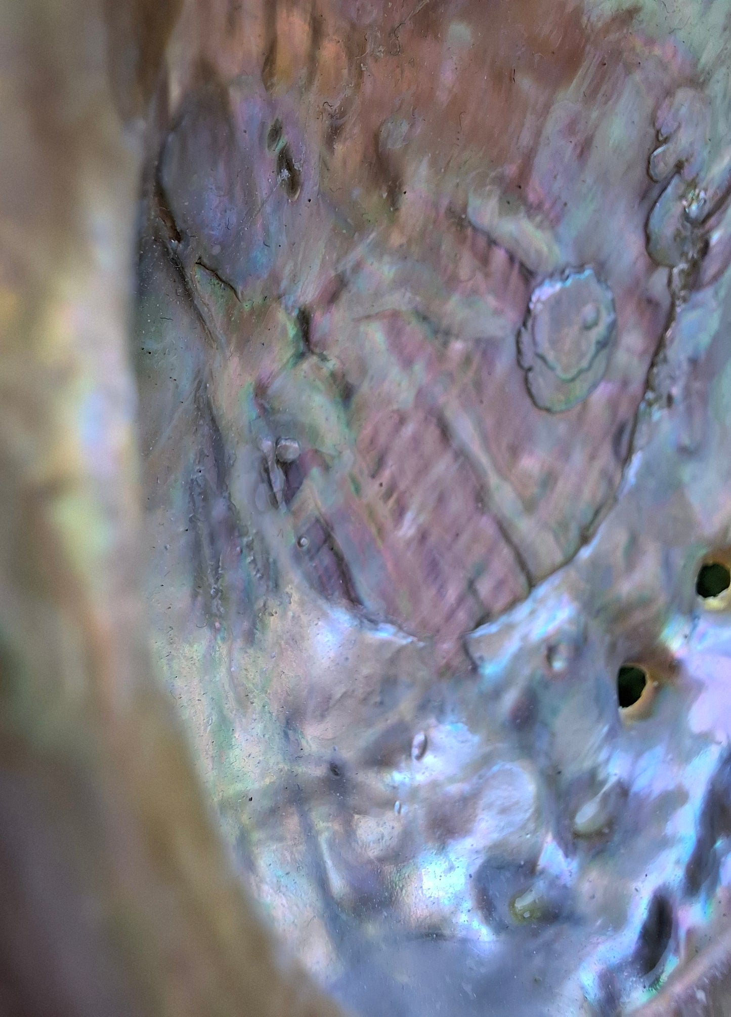 Abalone Shell, (Ref: SH2)