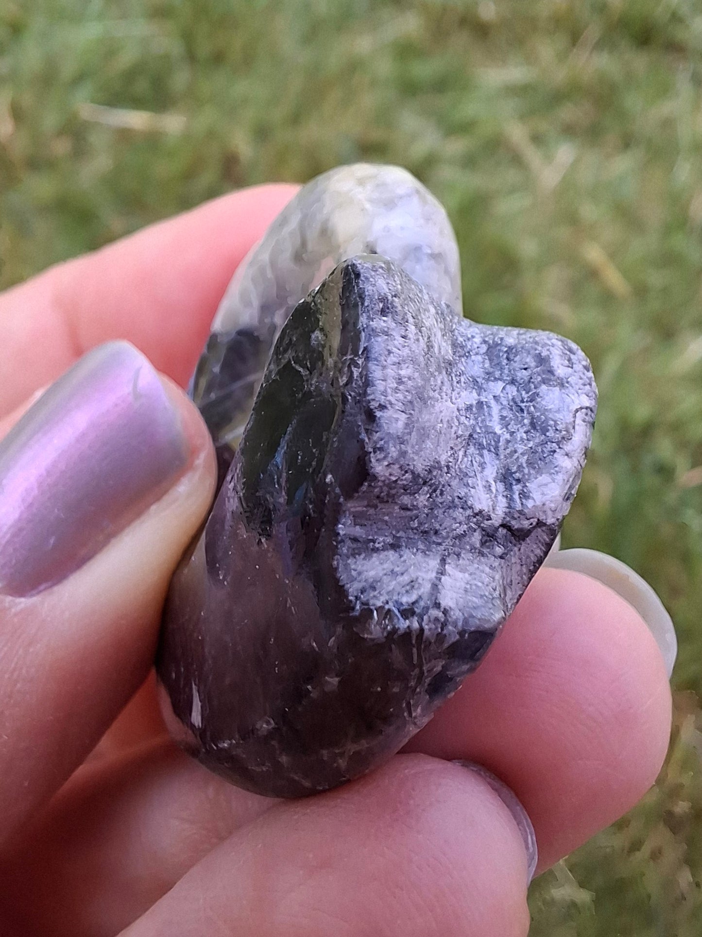 Goniatite, Fossil (Ref: GA3)