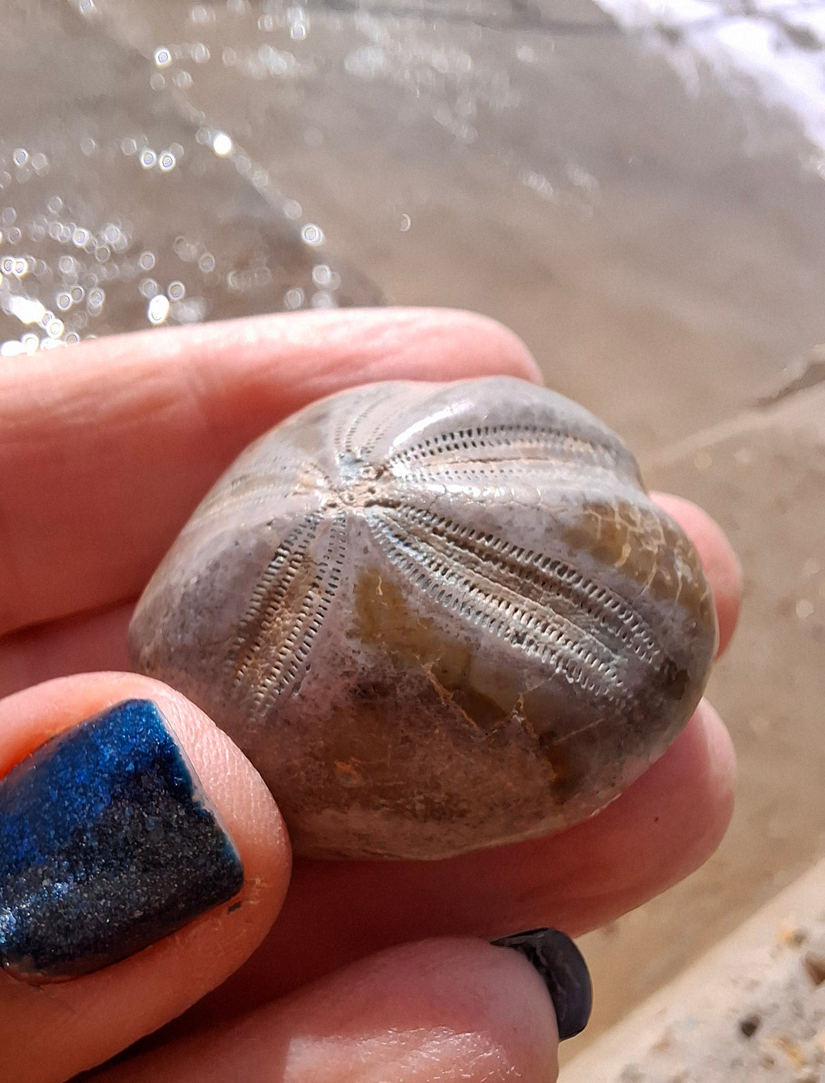 Polished Sea Urchin, Fossil (Ref: SU1)