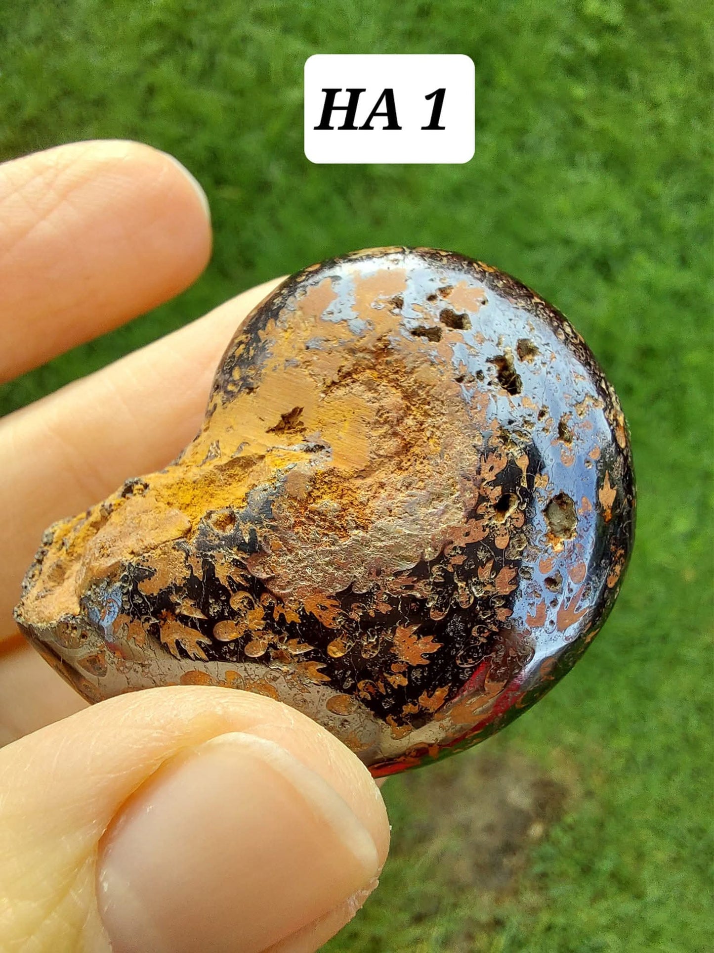 Hematite Ammonite, 21.29g, Fossil (Ref: HA1)