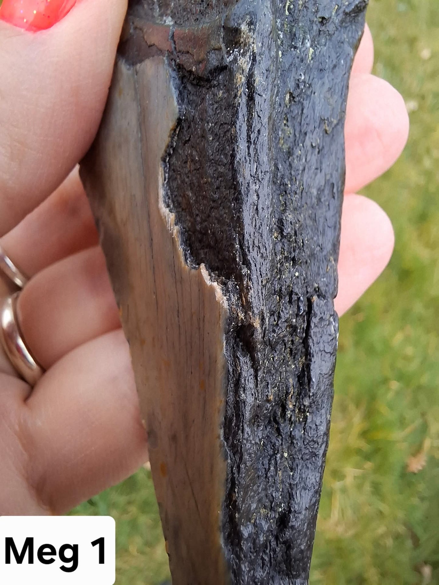 Megalodon (partial) Shark Tooth, 109.68g, Fossil (Ref: Meg1)