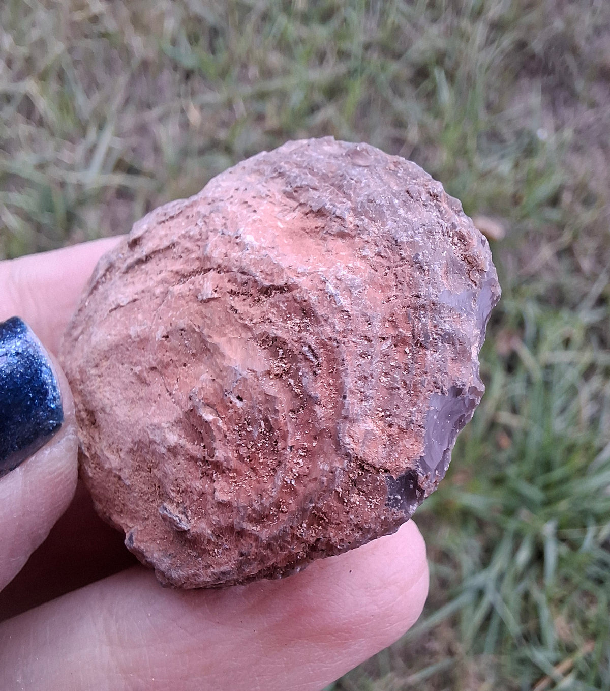 Chalcedony Oyster, Fossil (Ref: FO9)