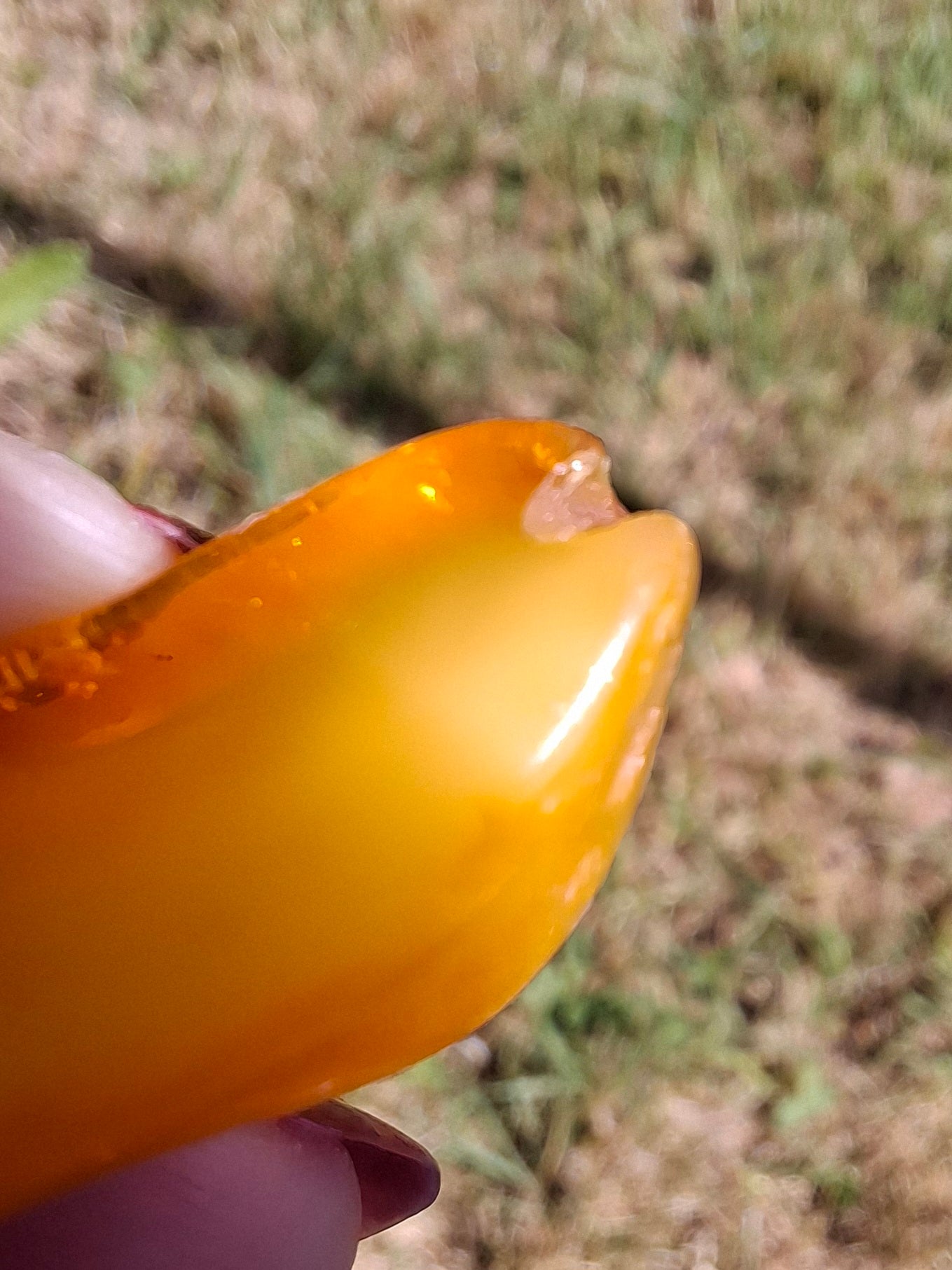 Baltic Amber, 1.74g, Fossil (Ref: A228)