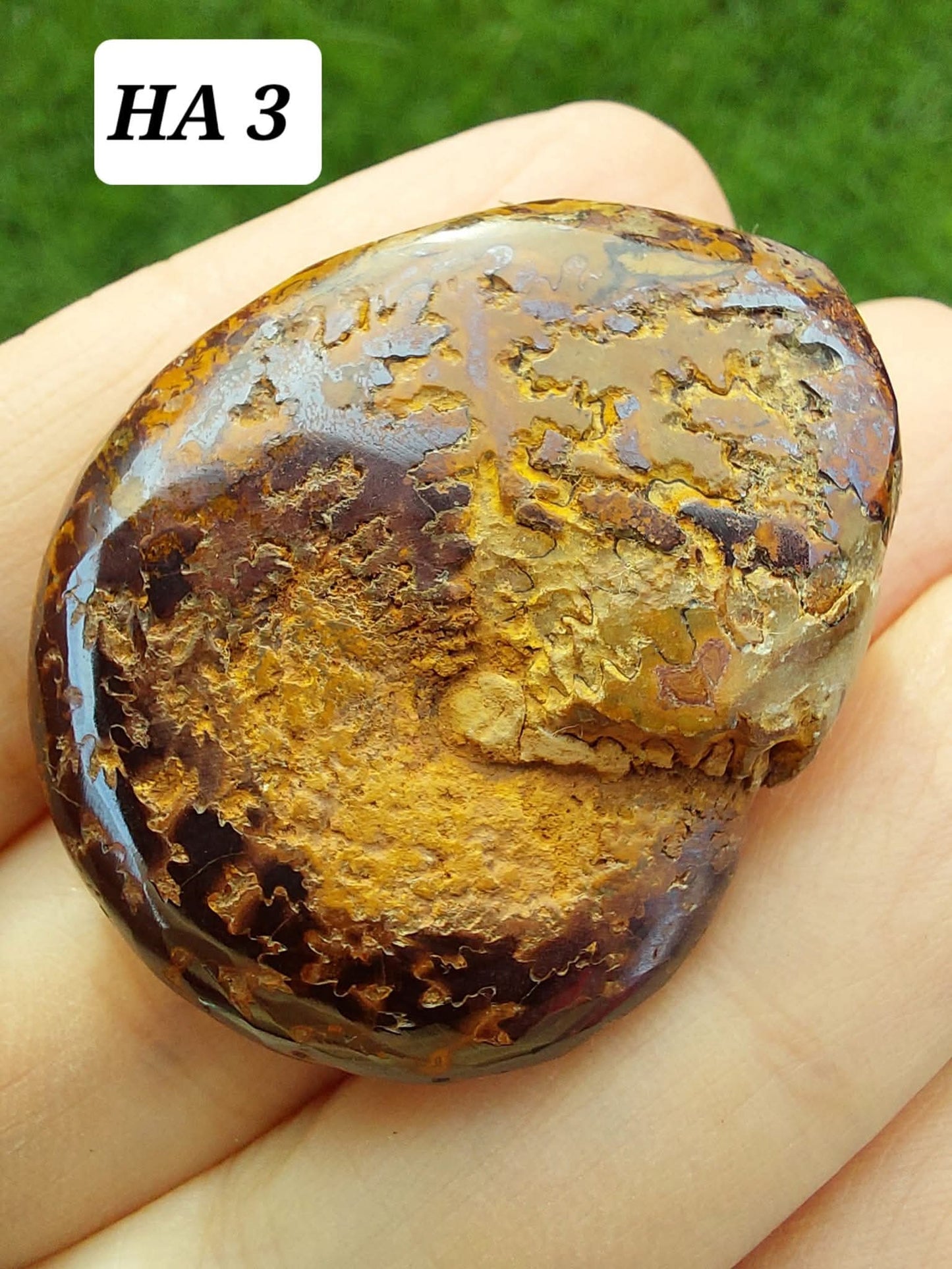 Hematite Ammonite, 16.00g, Fossil (Ref: HA3)