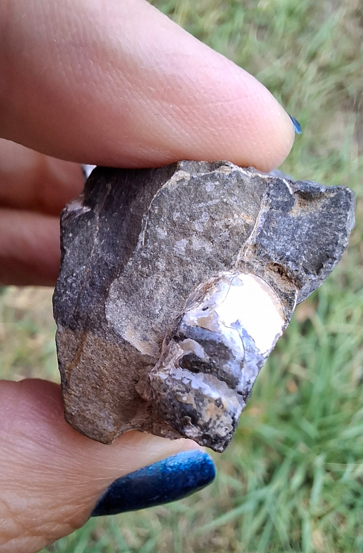 Ammonite Cluster, Fossil (Ref: ACL3)