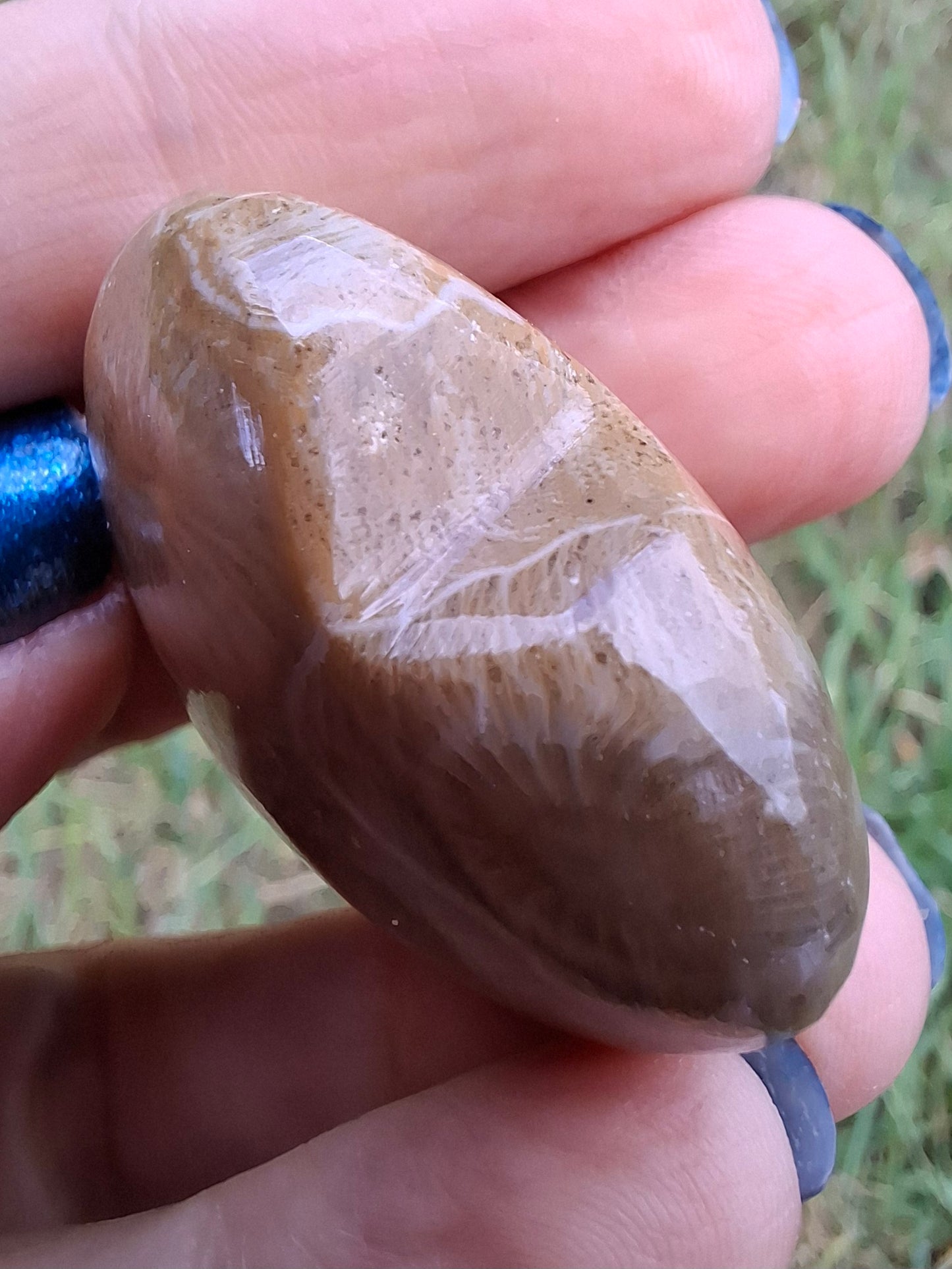 Fossil Coral Heart (Ref: CoH3)