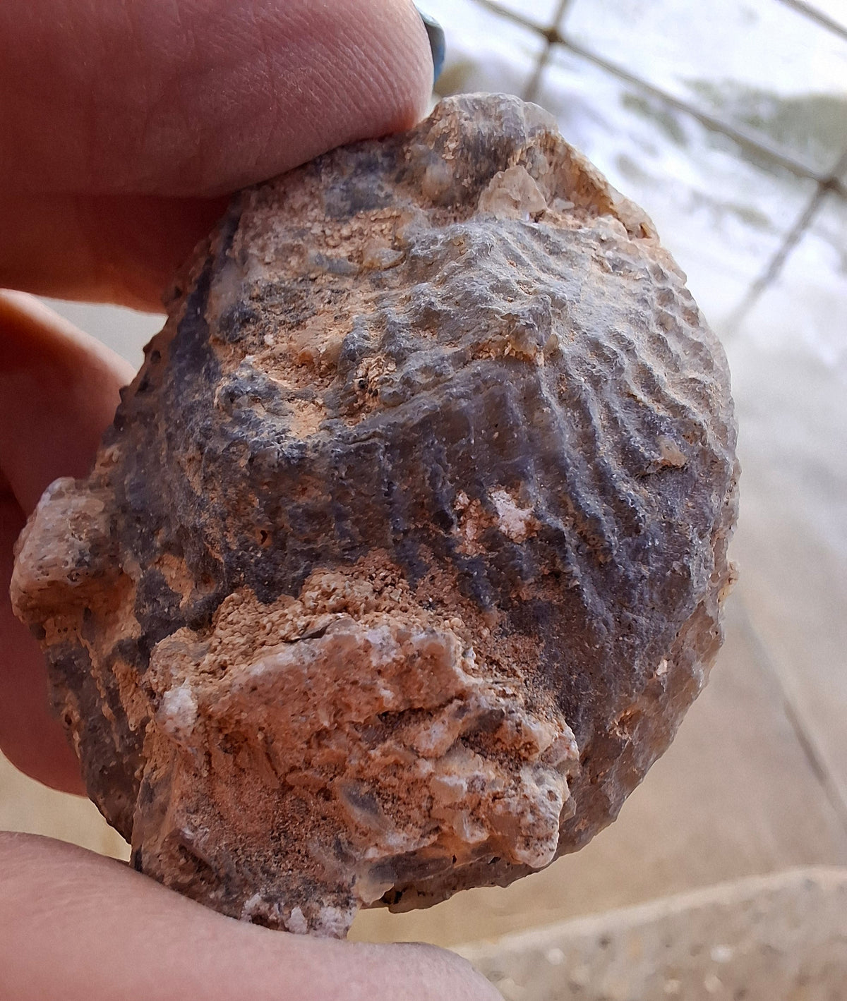 Chalcedony Oyster, Fossil (Ref: FO3)