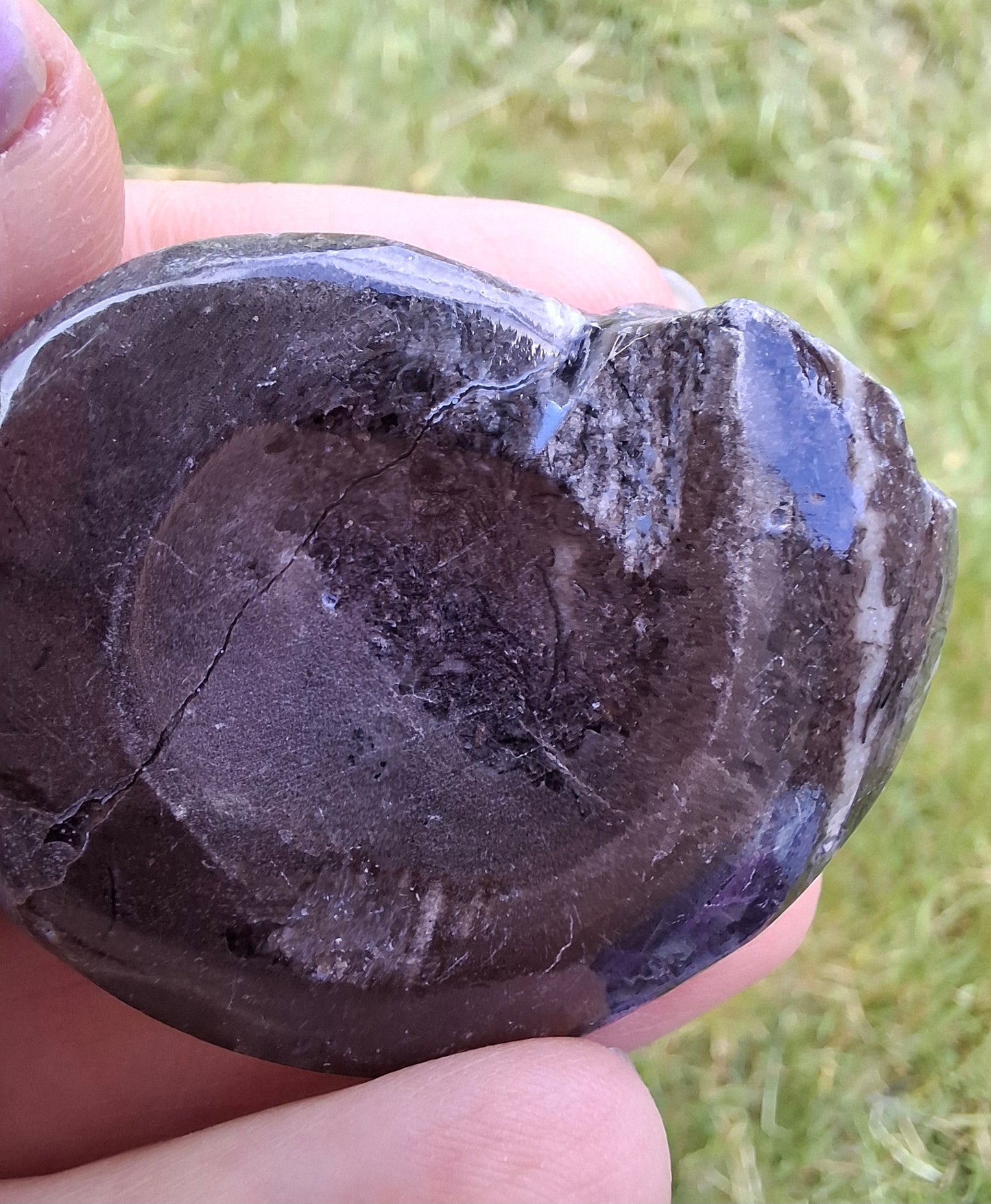 Goniatite, Fossil (Ref: GA6)