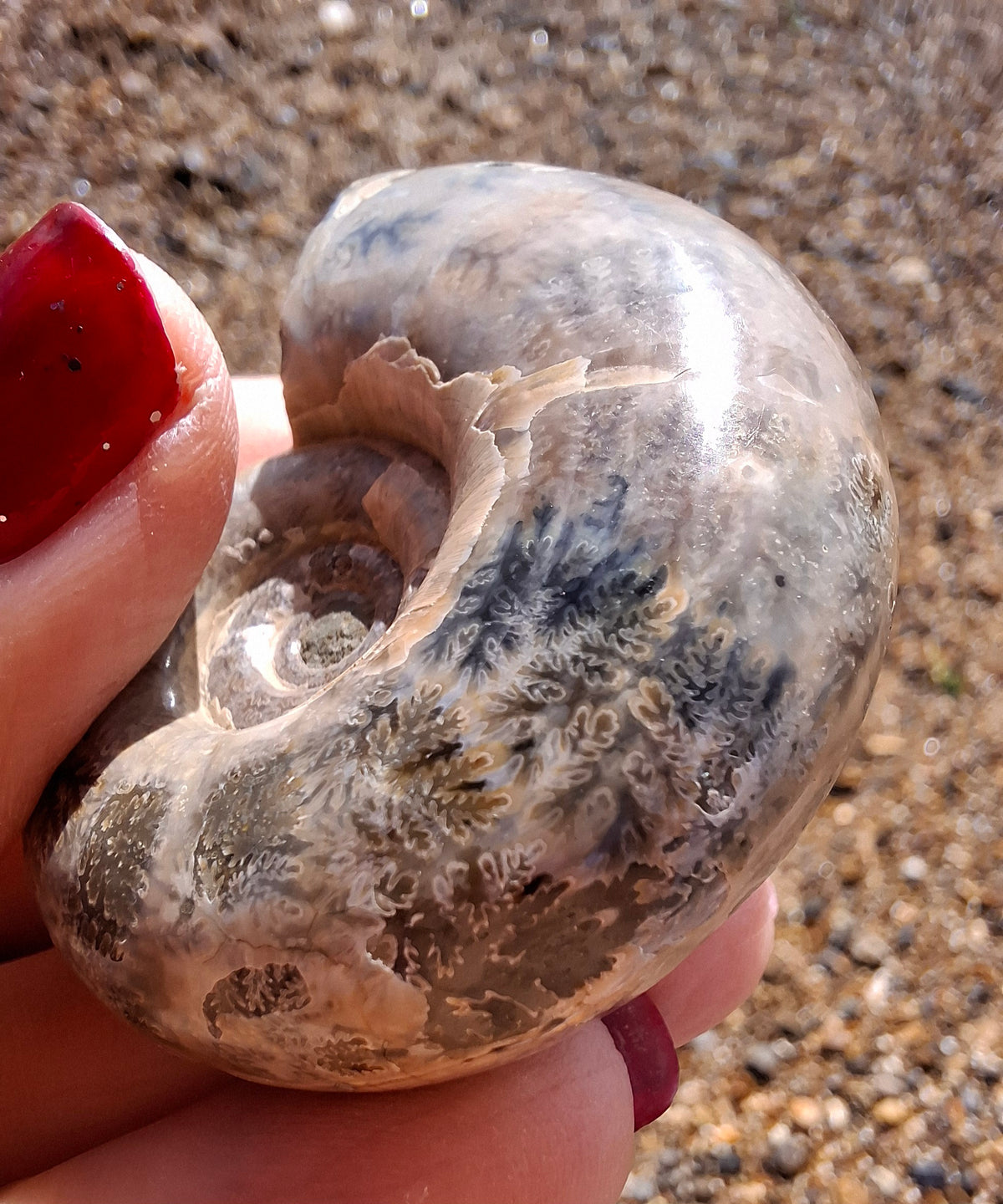 Polished Ammonite, Fossil (Ref: AMM1)