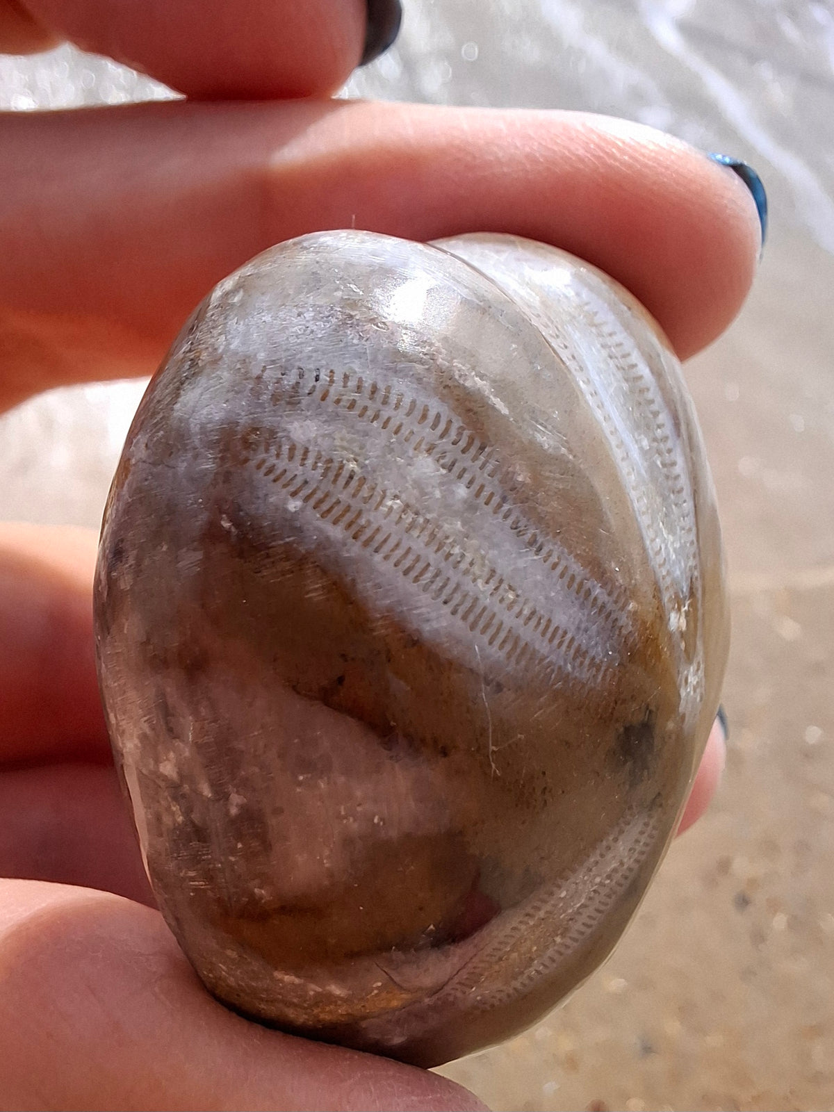 Polished Sea Urchin, Fossil (Ref: SU2)