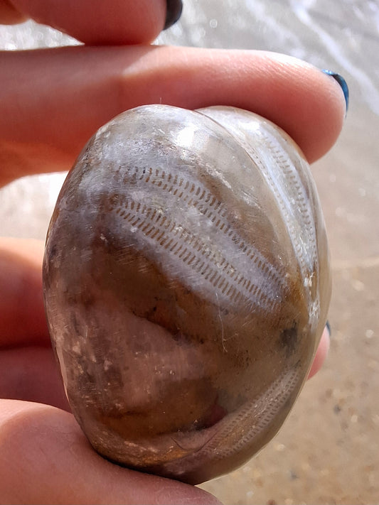 Polished Sea Urchin, Fossil (Ref: SU2)