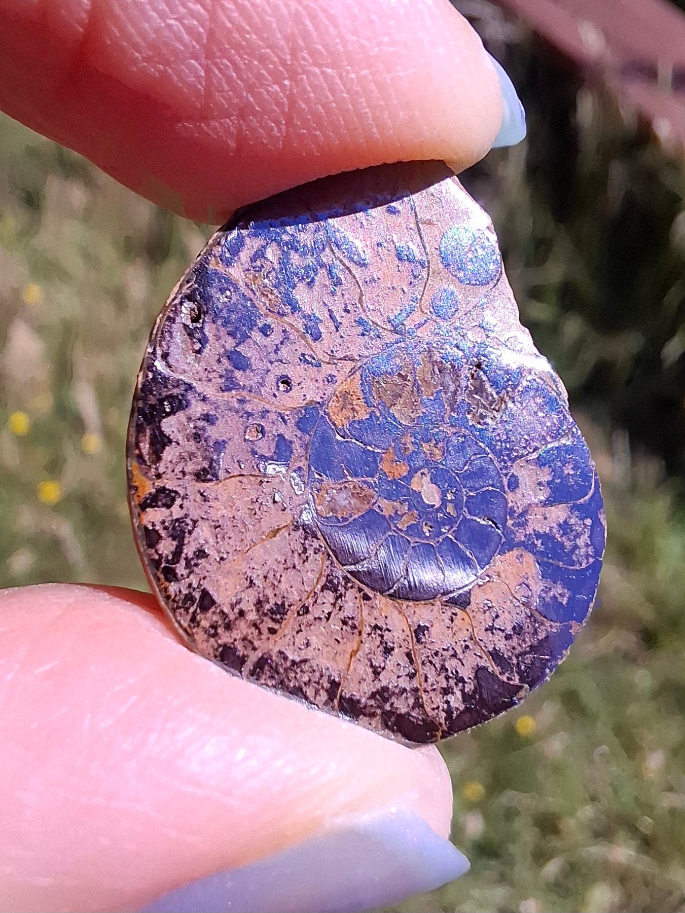Small Haematite Ammonite HALF, 1.78g, Fossil (Ref: MA4)