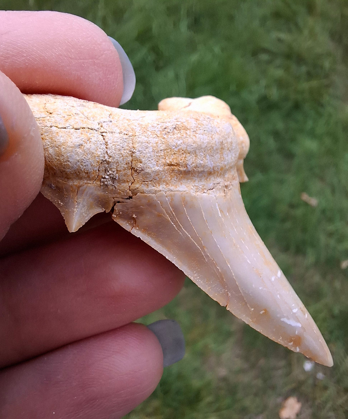 Otodus Shark Tooth, Fossil (Ref: OT6)