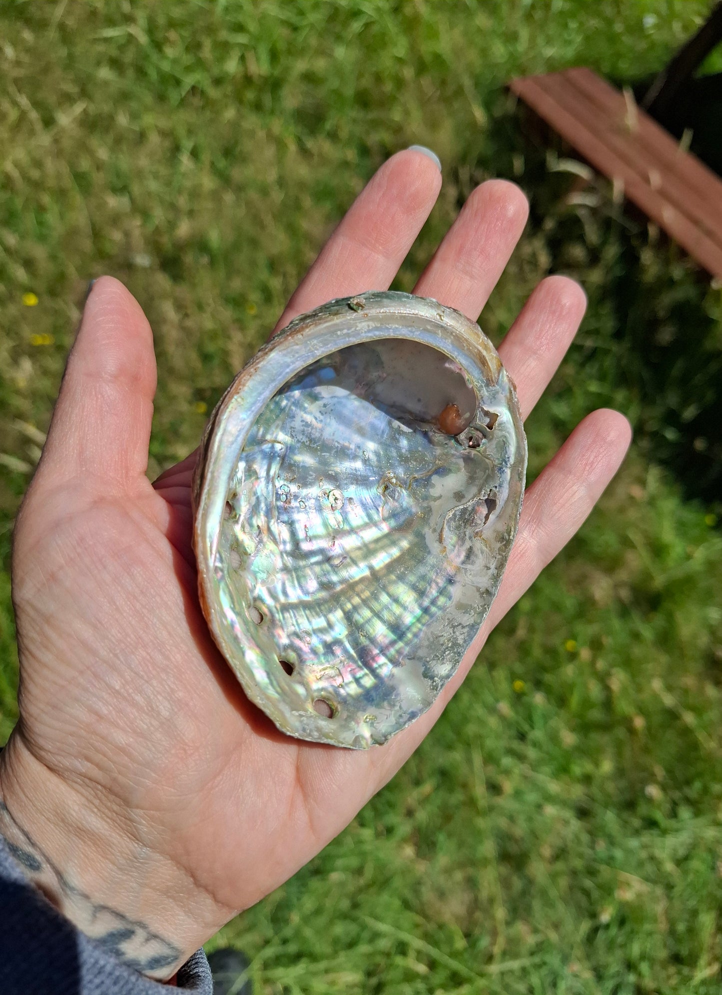 Abalone Shell, (Ref: SH1)