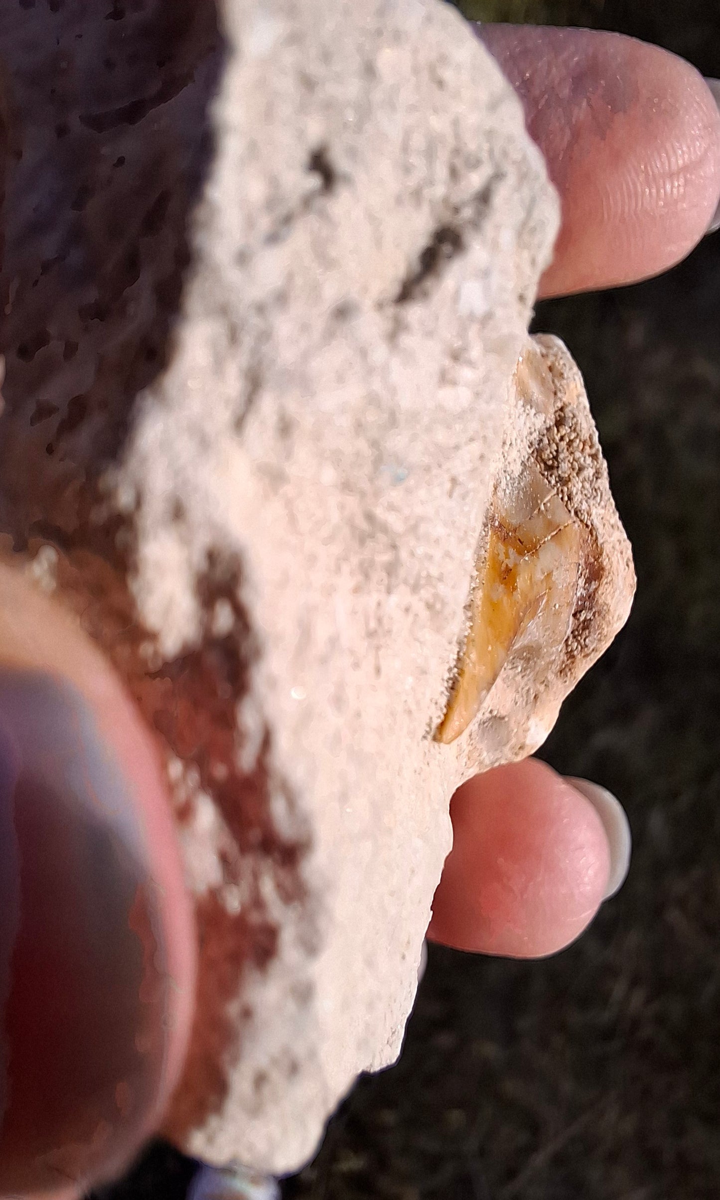 Otodus Shark Tooth in rock, Fossil (Ref: OT1)