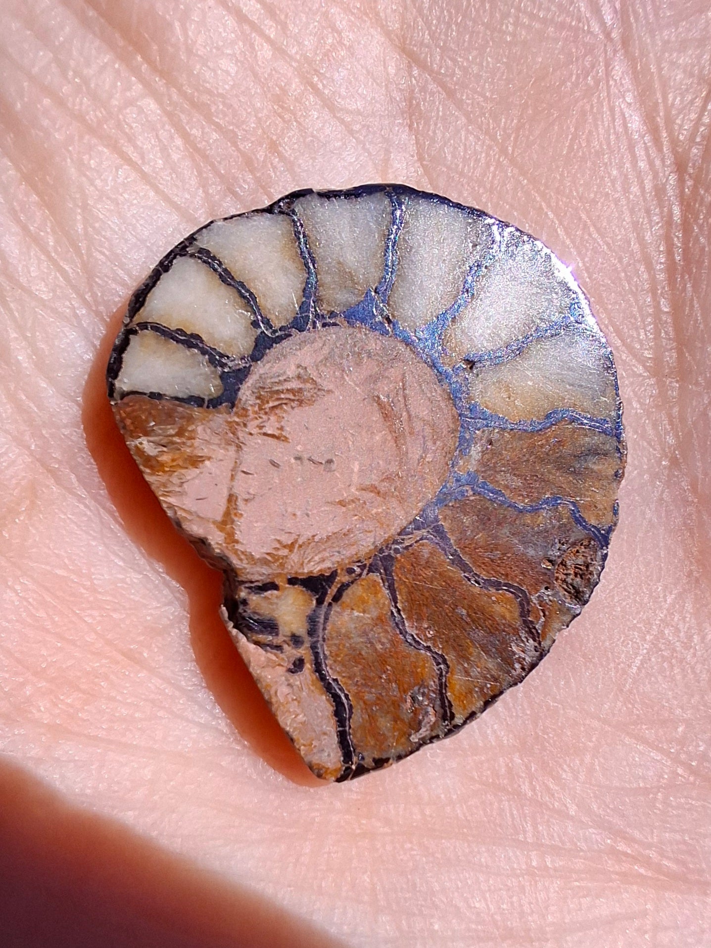 Small Haematite Ammonite HALF, 1.66g, Fossil (Ref: MA2)