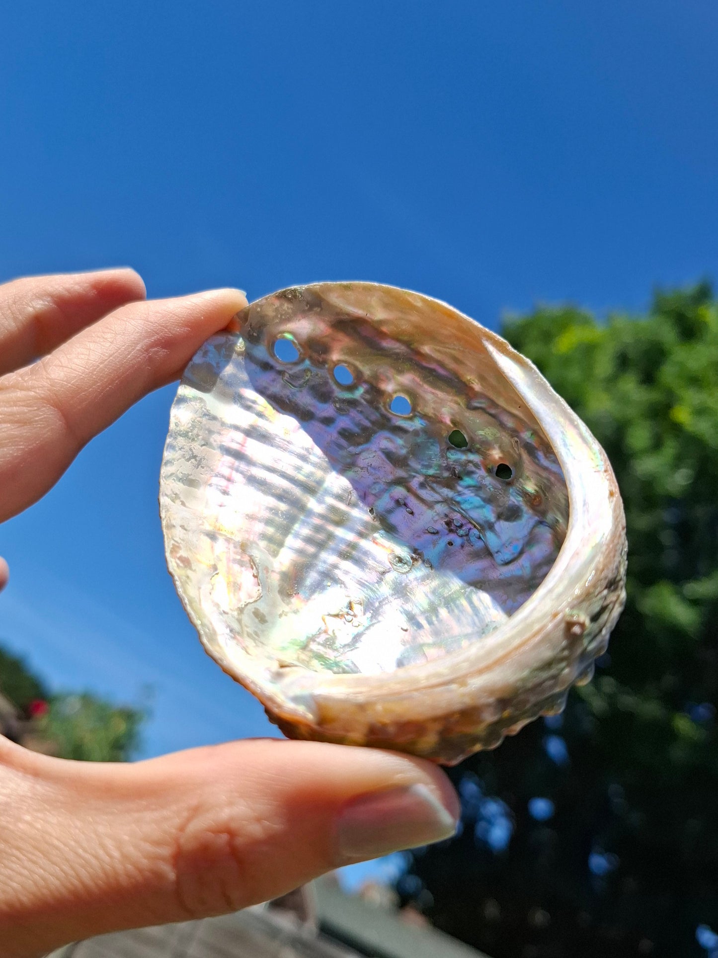 Abalone Shell, (Ref: SH1)