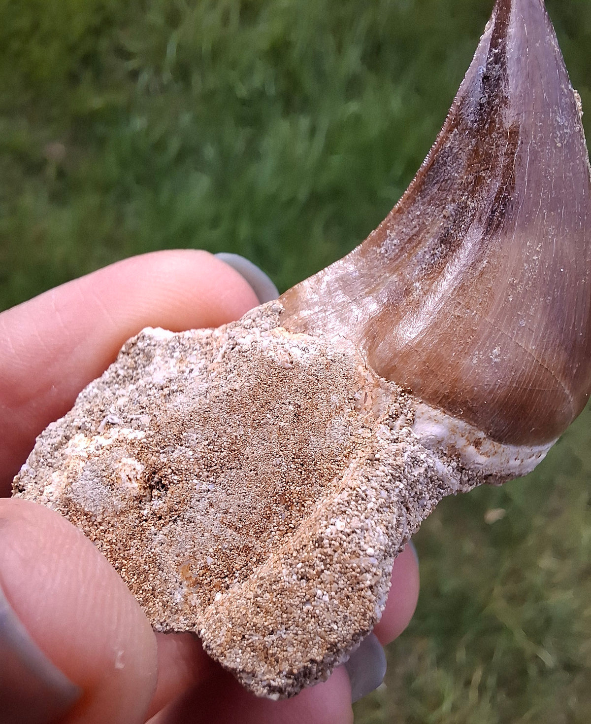 Mosasaurus Tooth with matrix, Fossil, (Ref: MTM1)