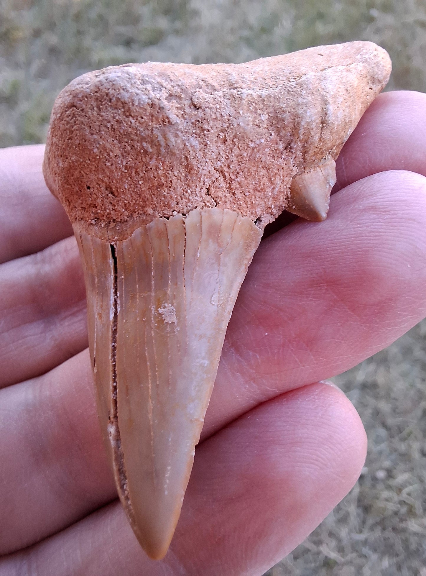 Otodus Shark Tooth, Fossil (Ref: OT 7)