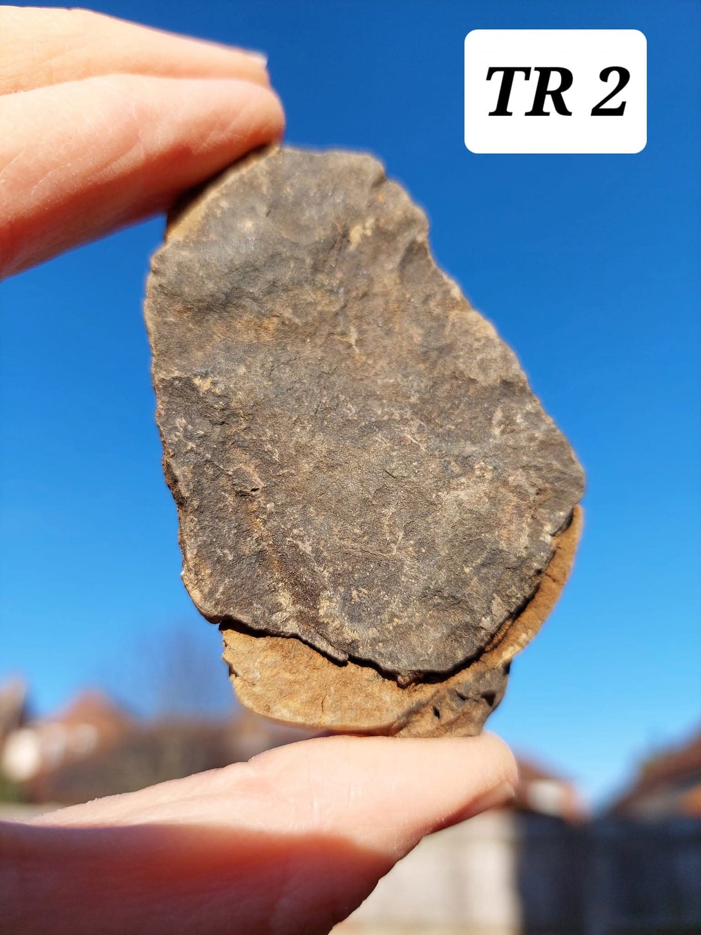 Trilobite (Flexicalymene), 62.33g, Fossil (Ref: TR2)
