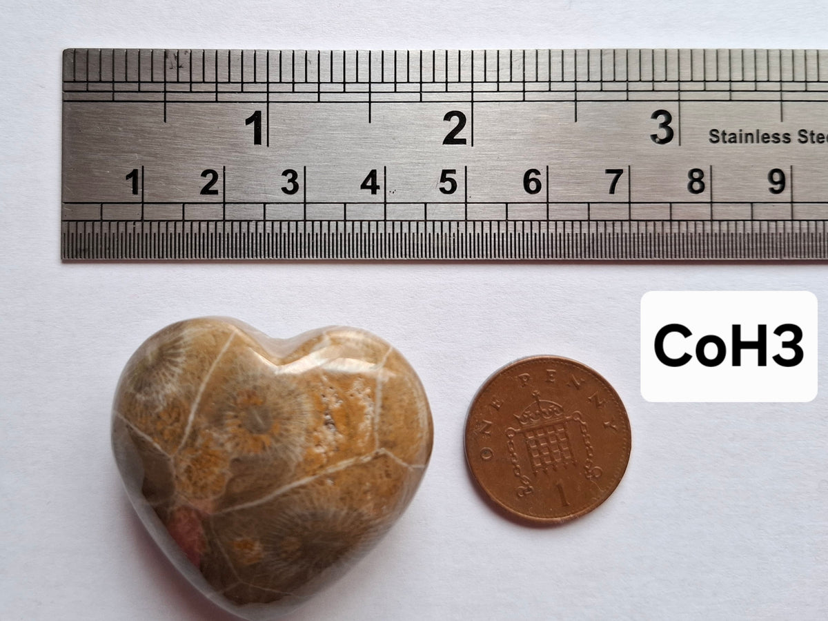 Fossil Coral Heart (Ref: CoH3)
