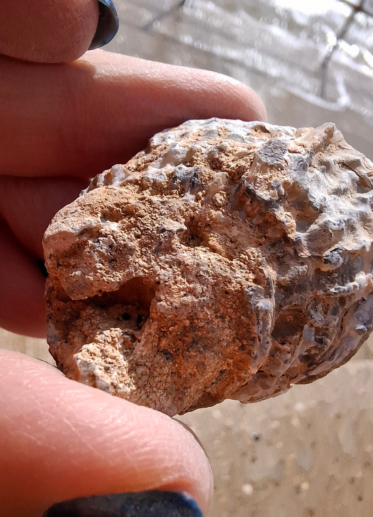 Chalcedony Oyster, Fossil (Ref: FO6)