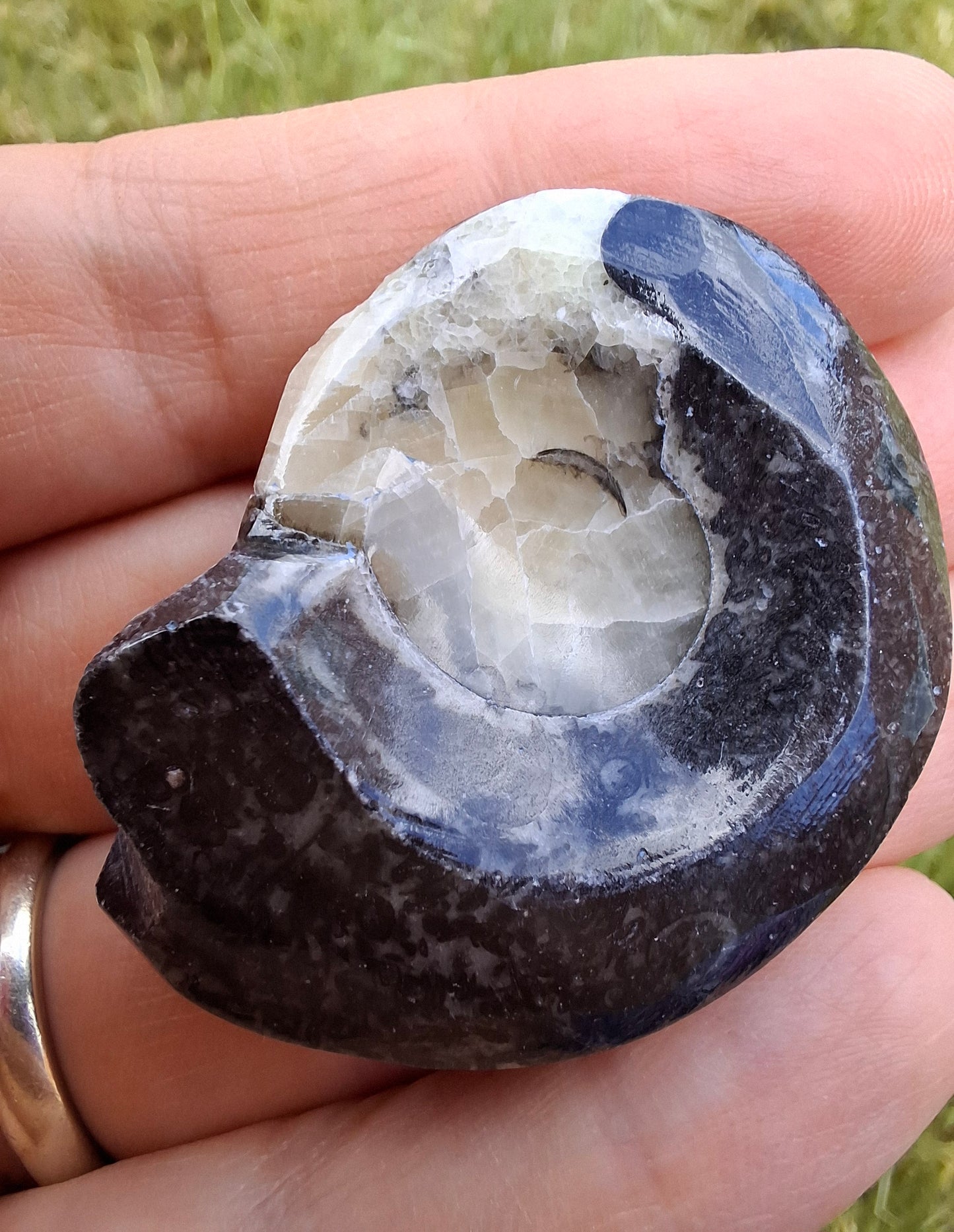 Goniatite, Fossil (Ref: GA7)