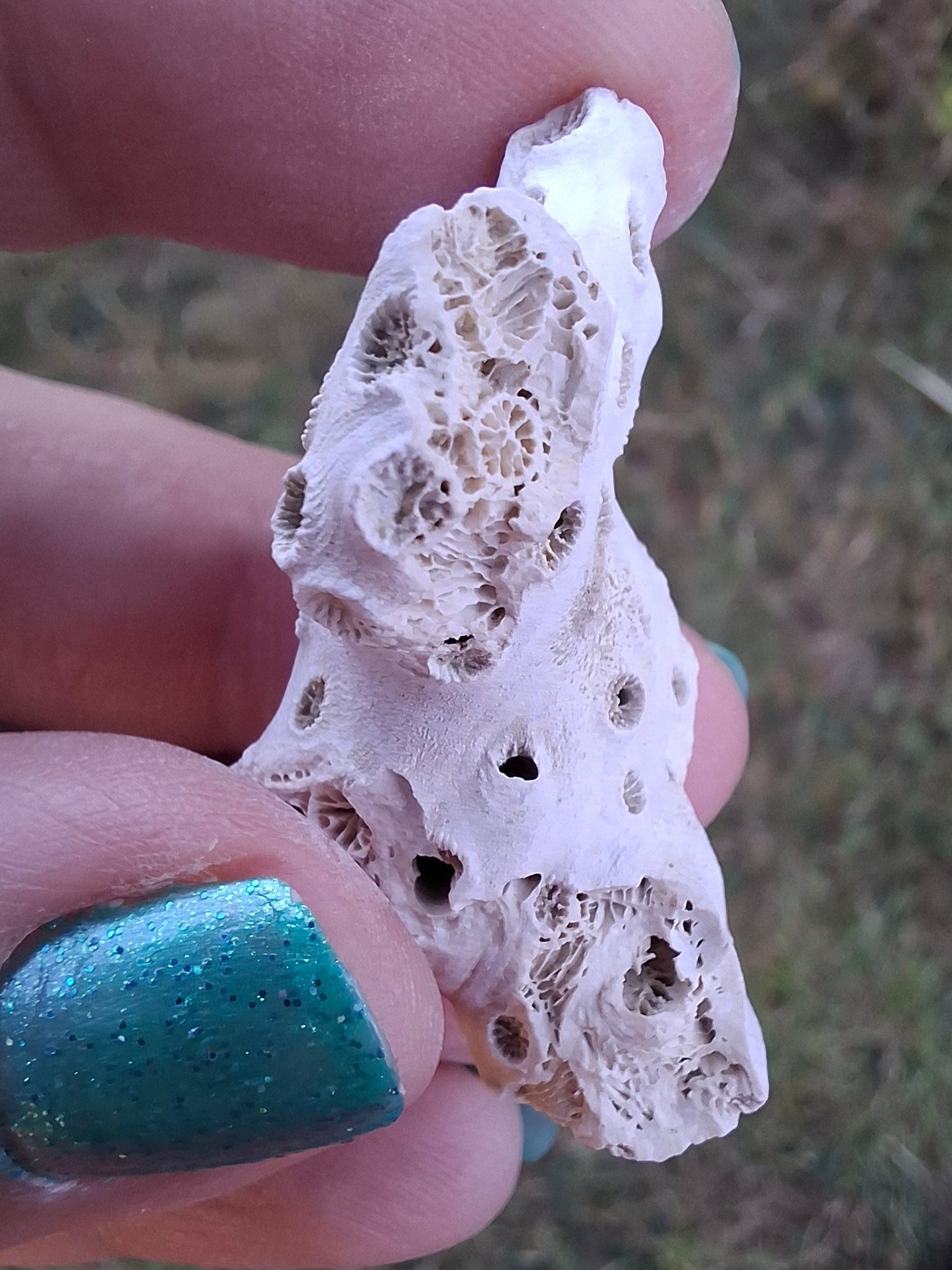 Fossil Coral, (Ref: FC4)