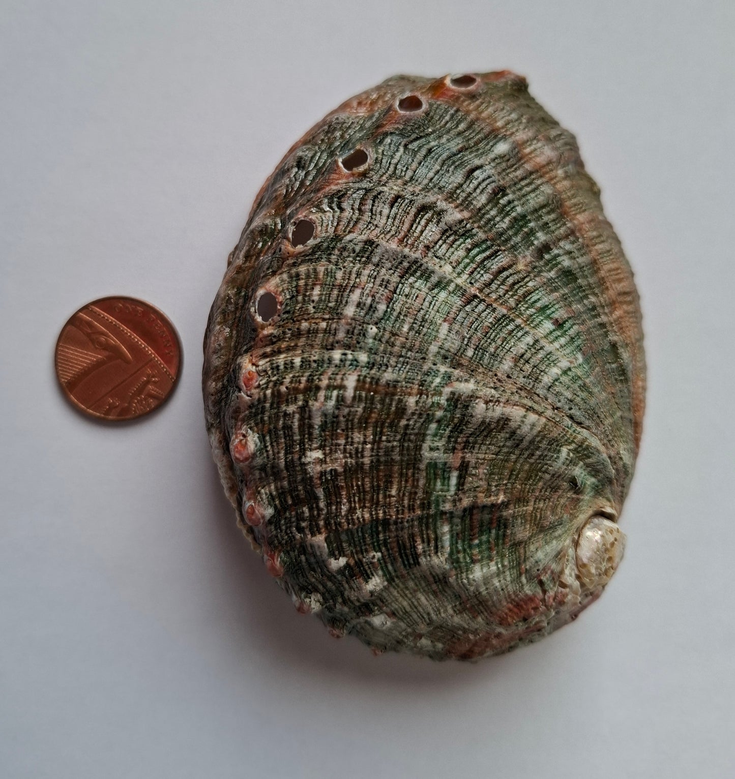 Abalone Shell, (Ref: SH1)