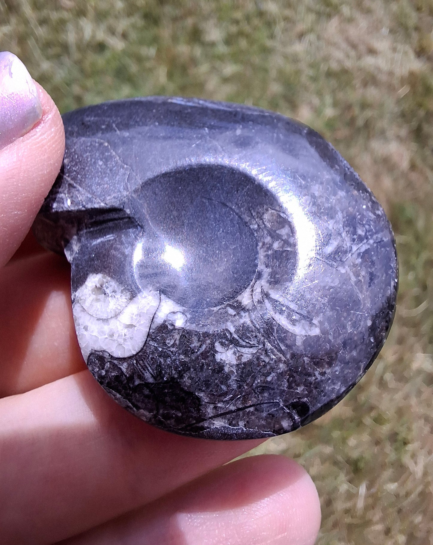 Goniatite, Fossil (Ref: GA5)
