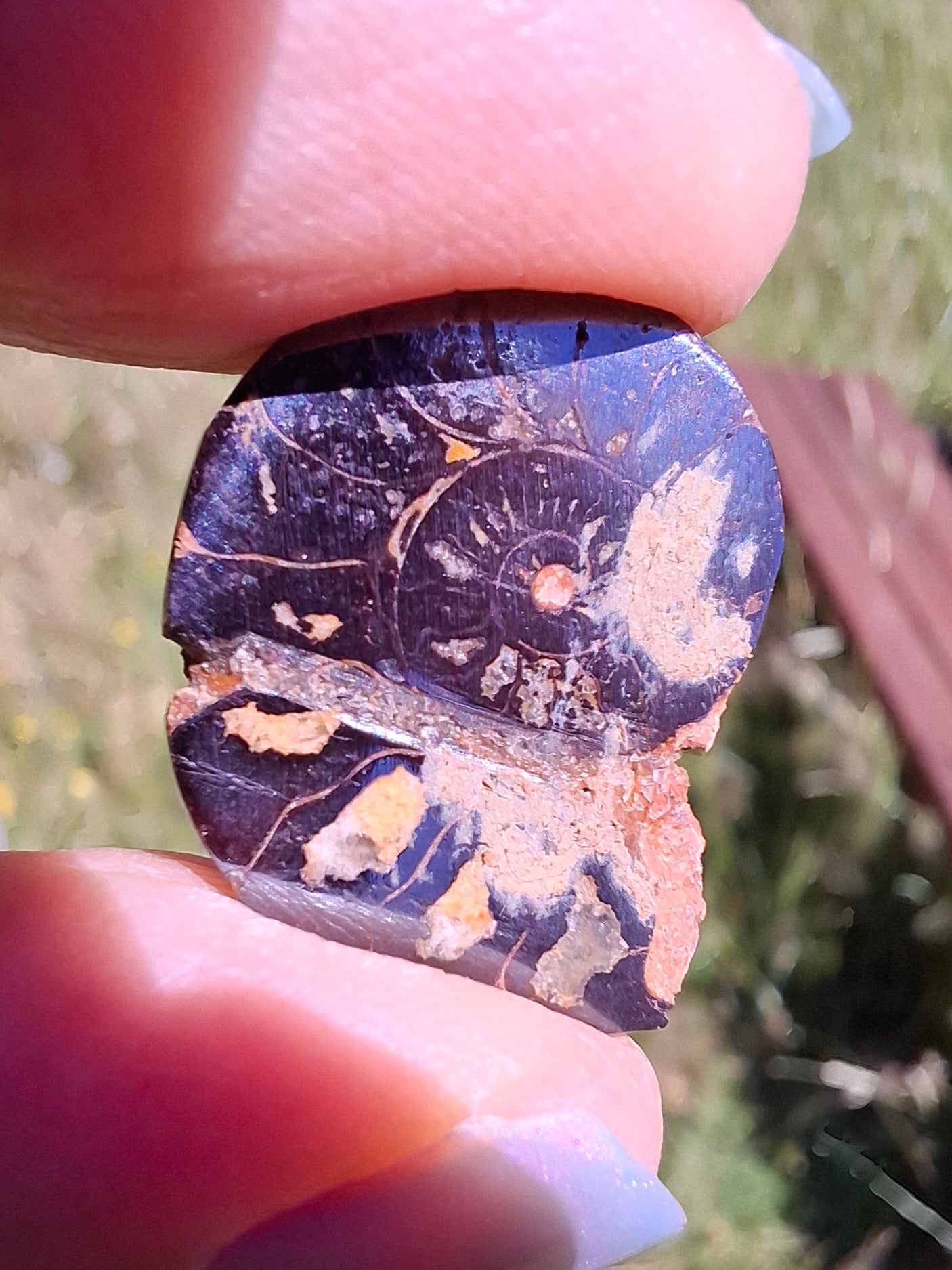 Small Haematite Ammonite Halves BUNDLE, (7 pcs), Fossil (Ref: MA13)