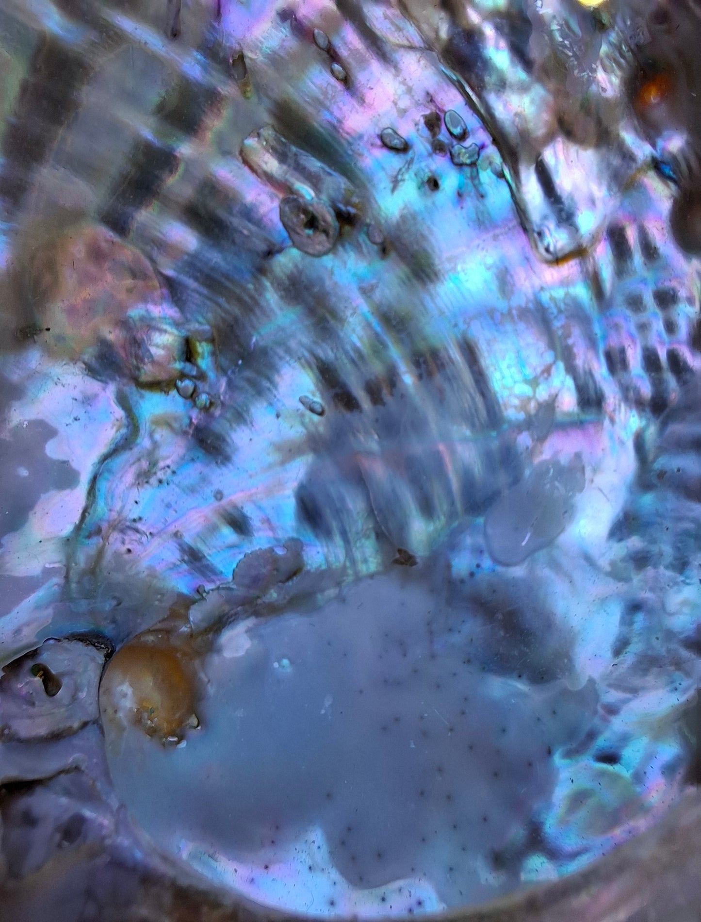 Abalone Shell, (Ref: SH1)