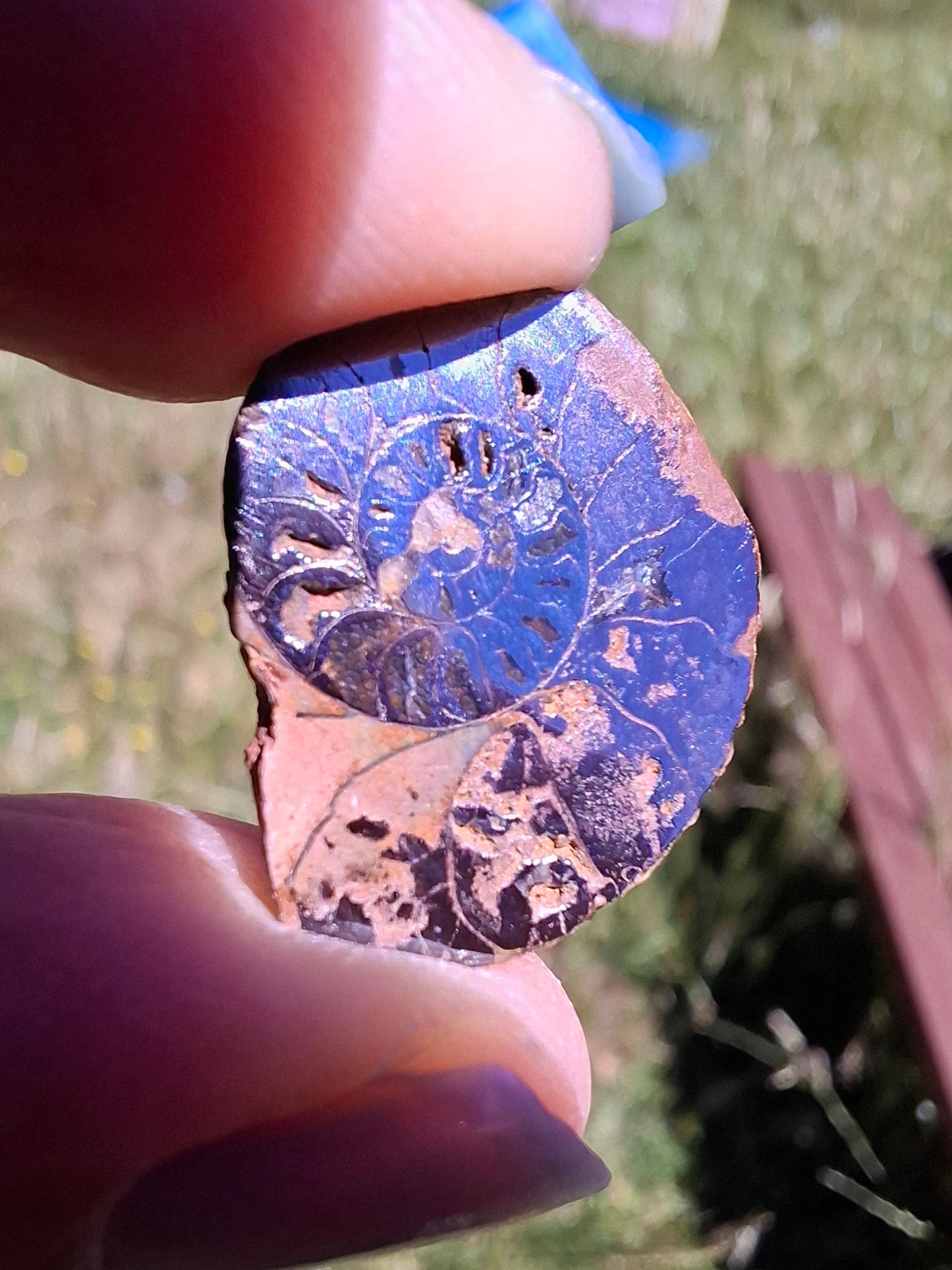 Small Haematite Ammonite Halves BUNDLE, (7 pcs), Fossil (Ref: MA13)