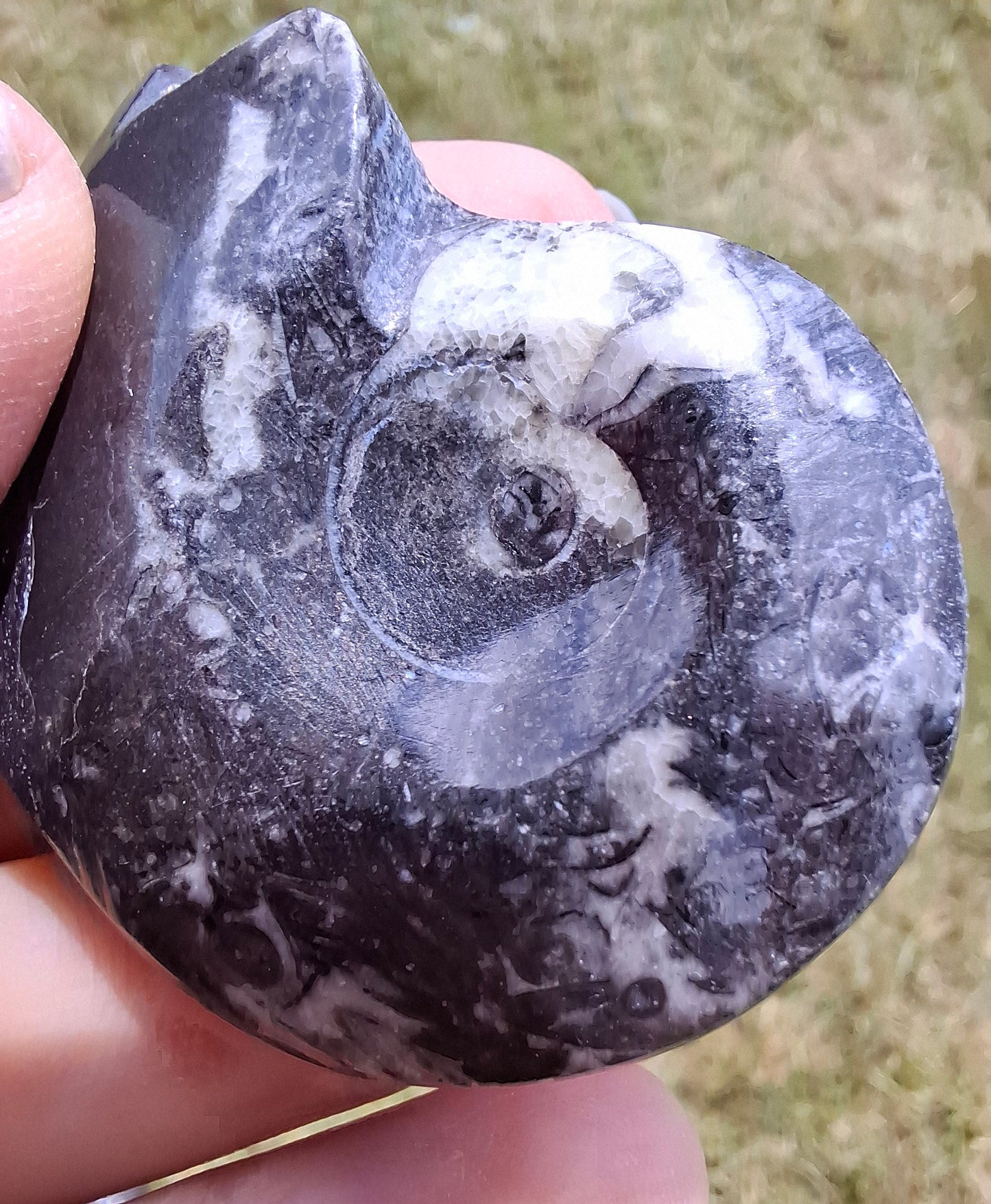 Goniatite, Fossil (Ref: GA5)