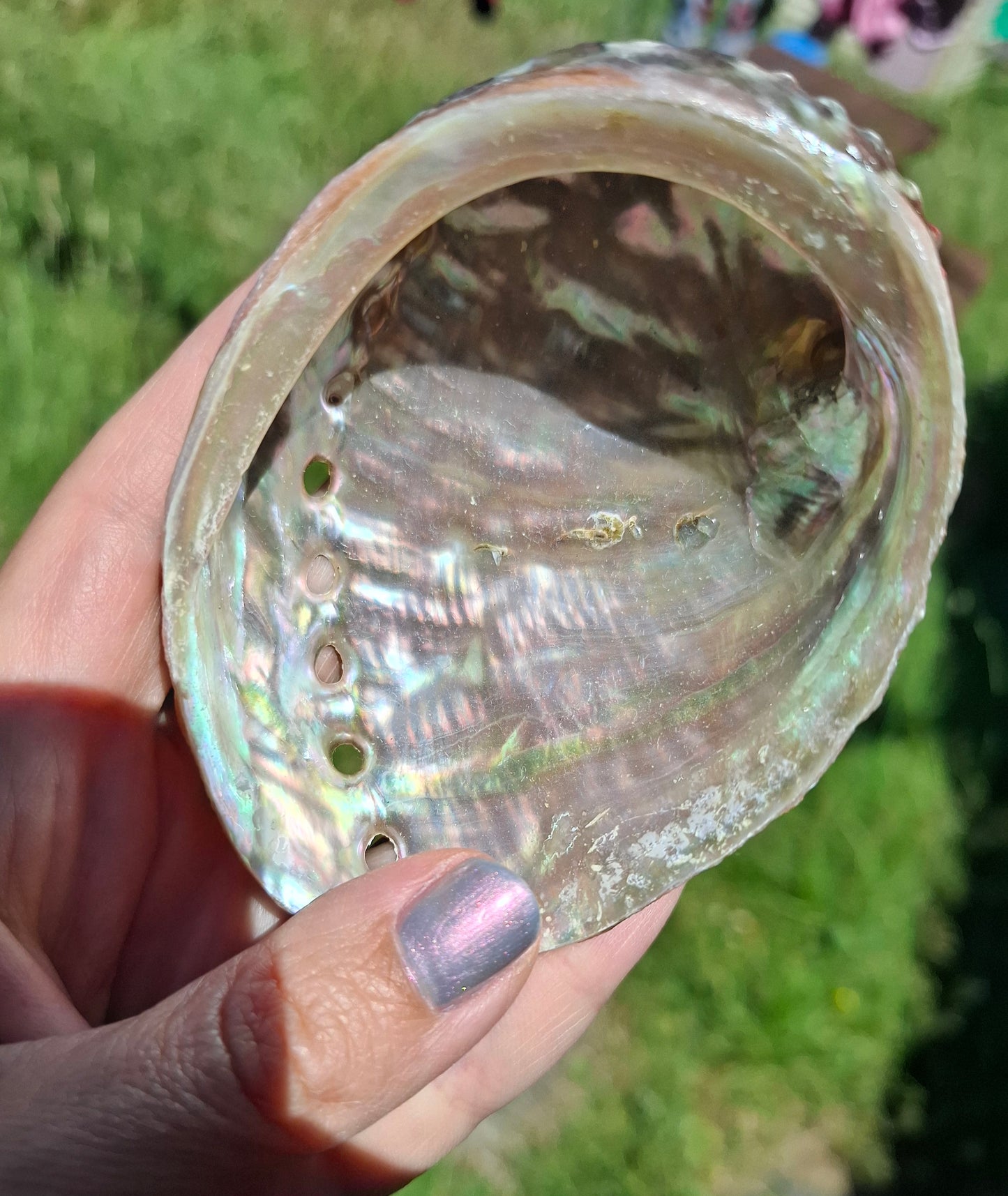 Abalone Shell, (Ref: SH3)
