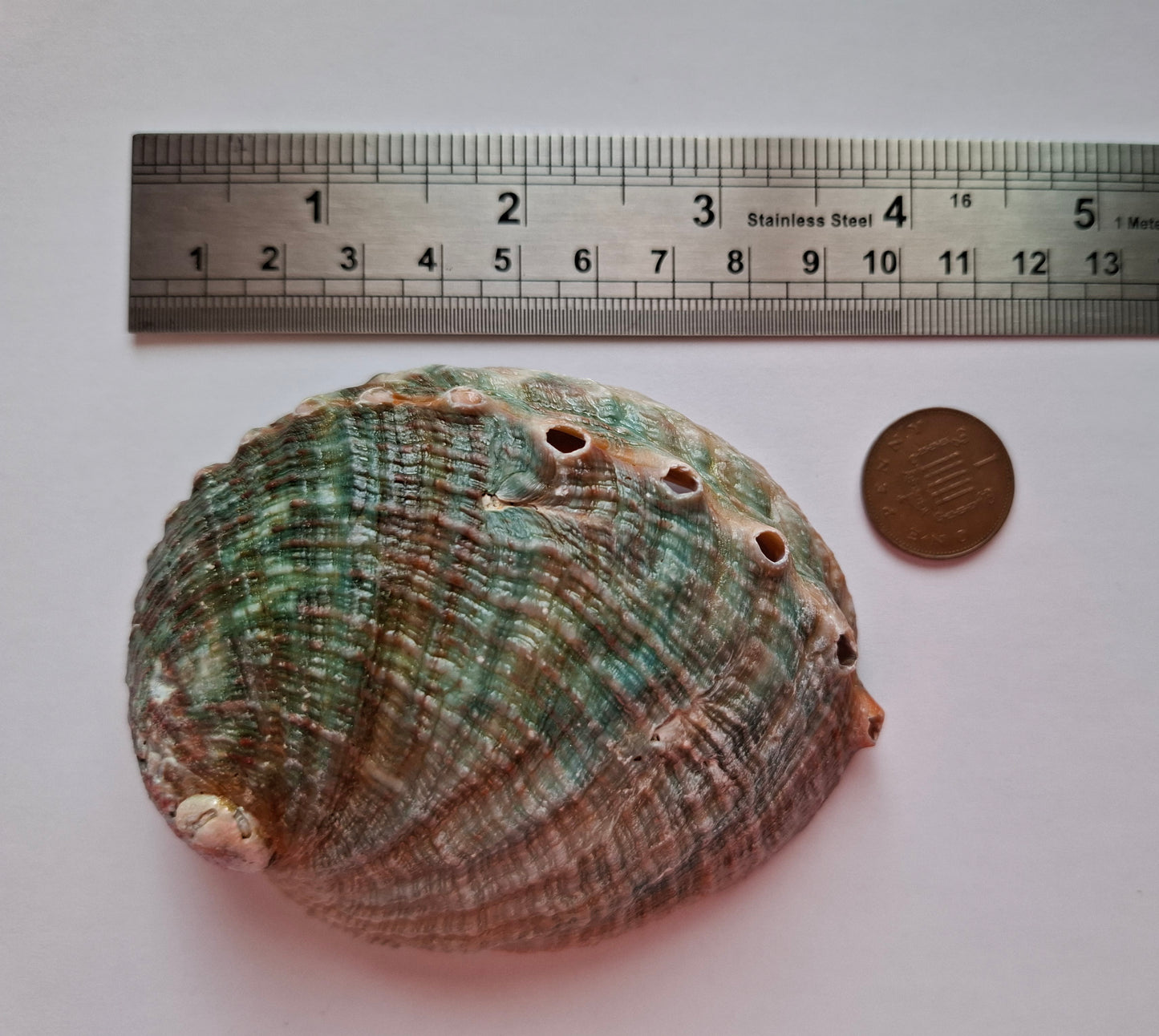 Abalone Shell, (Ref: SH2)