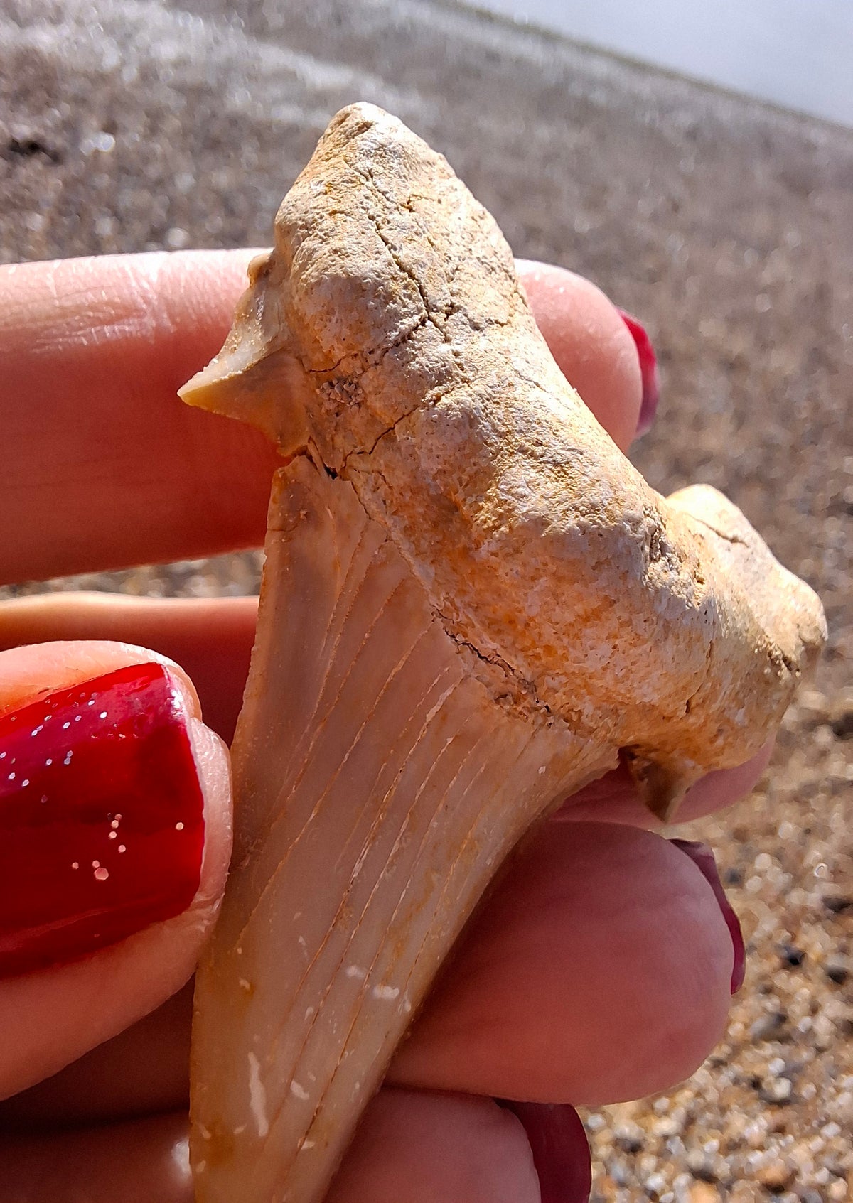 Otodus Shark Tooth, Fossil (Ref: OT6)