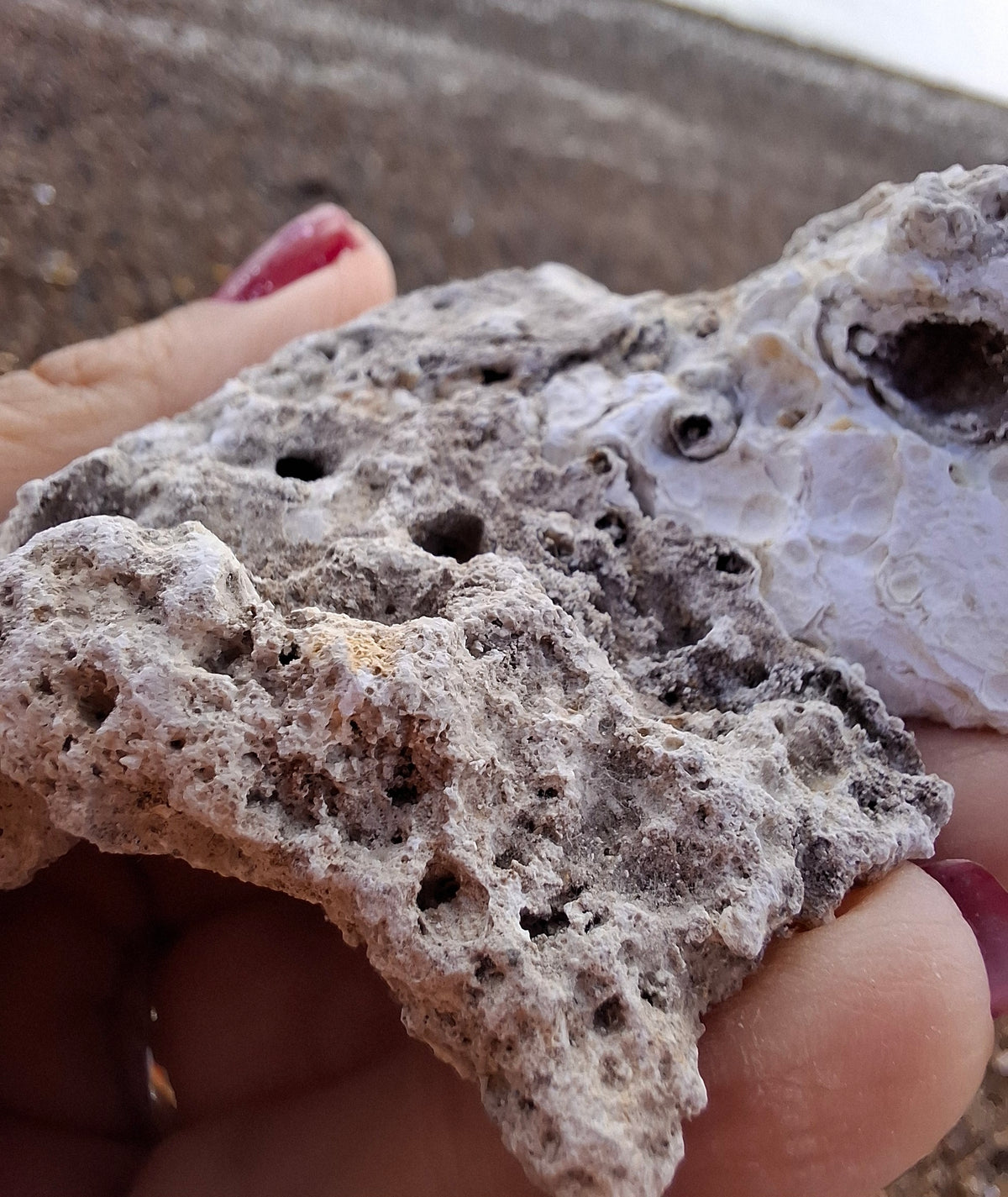 Fossilised Coral replaced by Chalcedony/Agate, Fossil (Ref: FCA1)