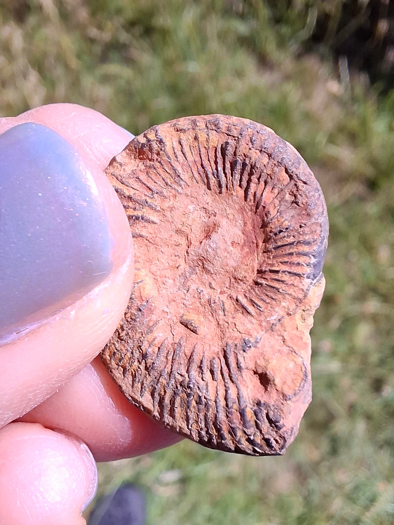Small Haematite Ammonite HALF, 1.78g, Fossil (Ref: MA4)