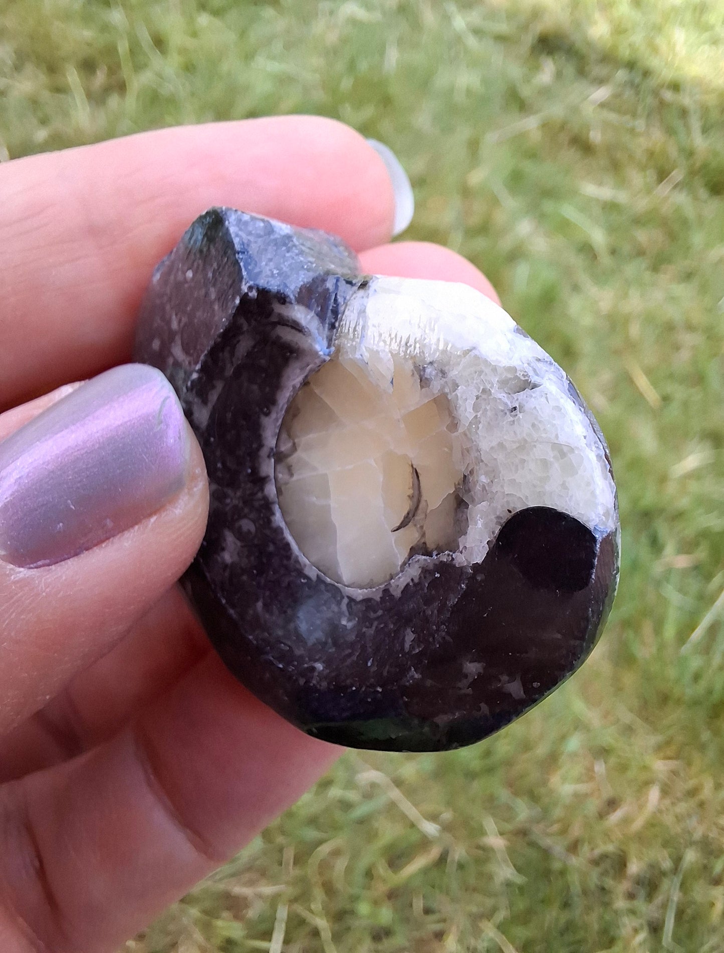 Goniatite, Fossil (Ref: GA7)