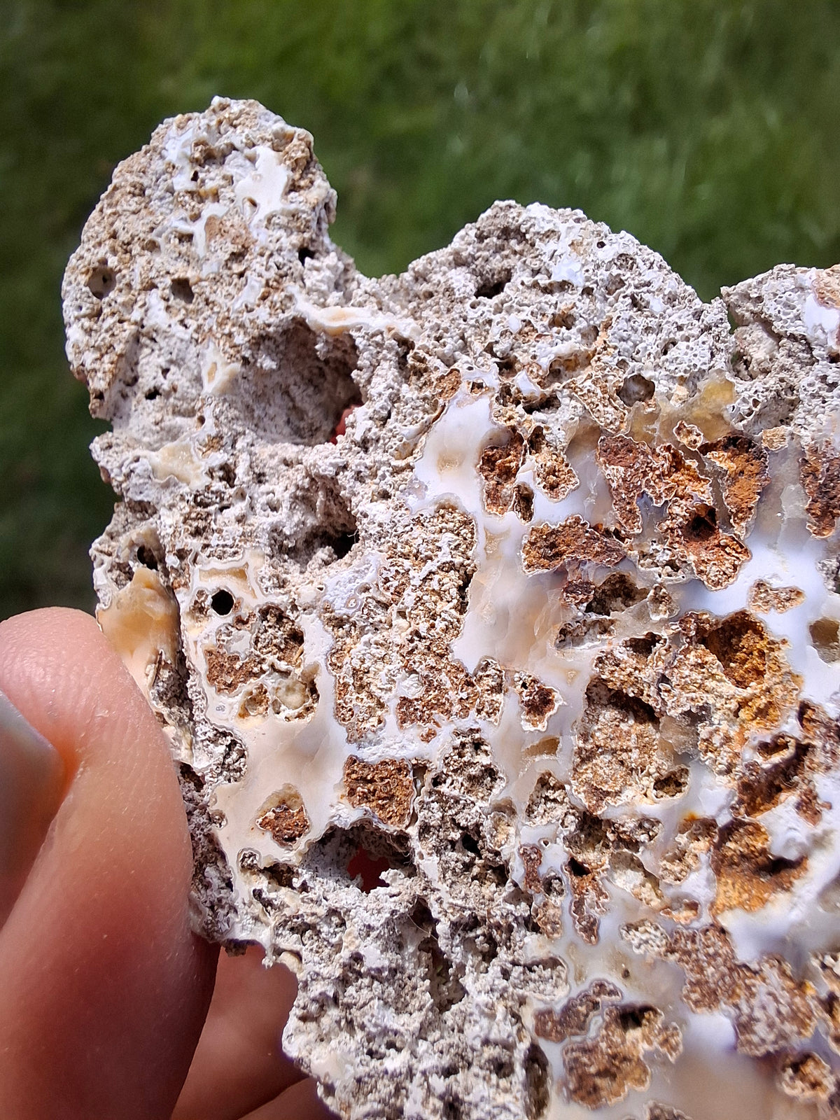 Fossilised Coral replaced by Chalcedony/Agate, Fossil (Ref: FCA2)