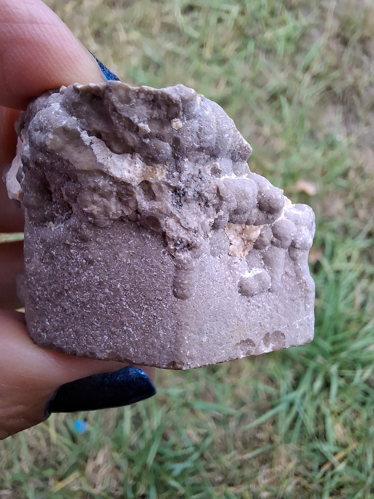 Ammonite Cluster, Fossil (Ref: ACL1)