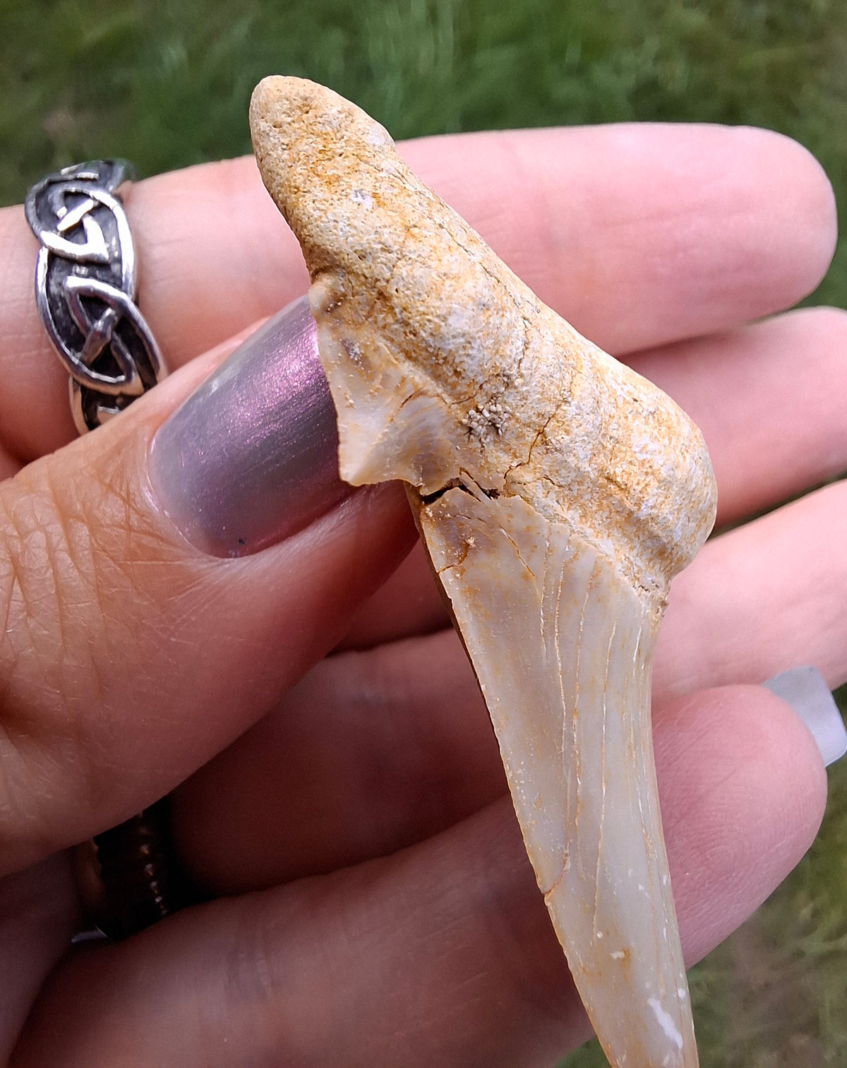 Otodus Shark Tooth, Fossil (Ref: OT6)