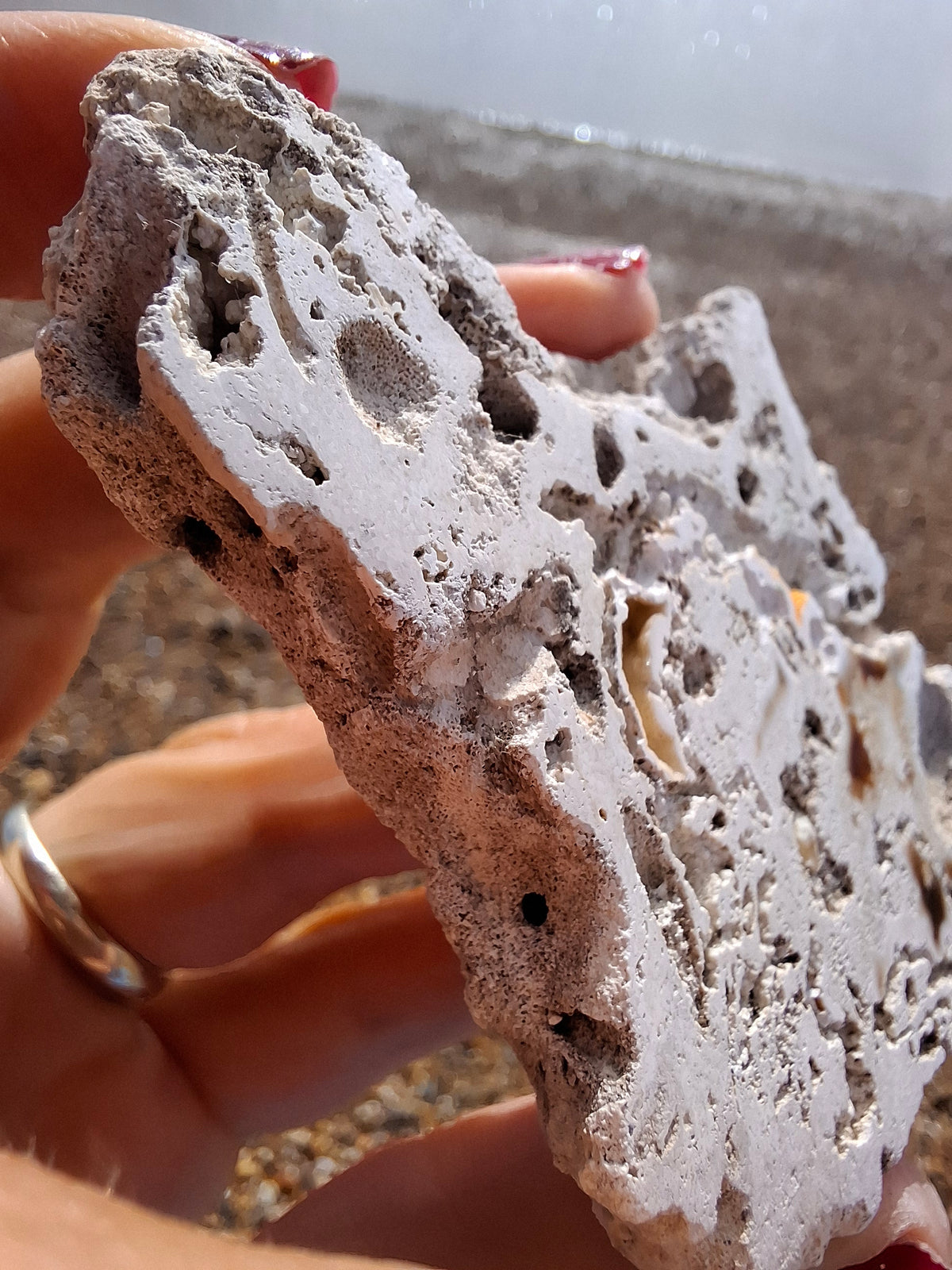 Fossilised Coral replaced by Chalcedony/Agate, Fossil (Ref: FCA1)