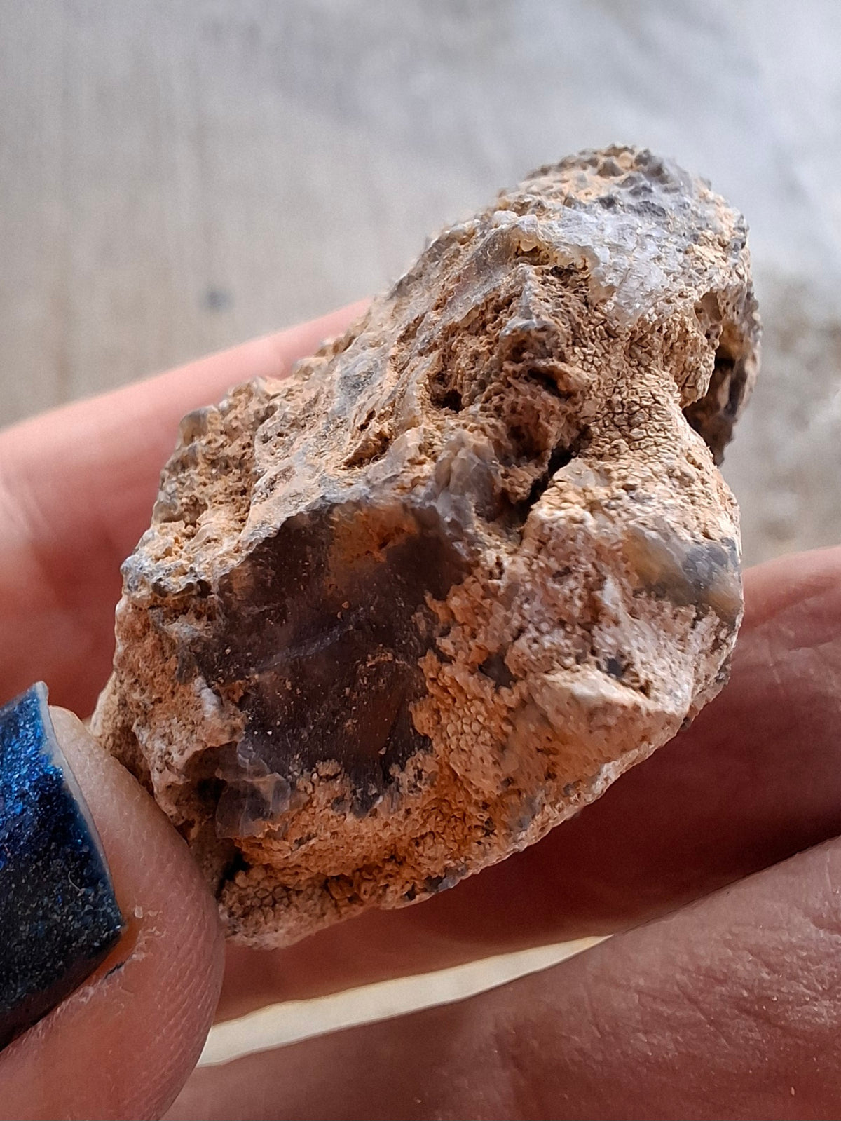 Chalcedony Oyster, Fossil (Ref: FO2)