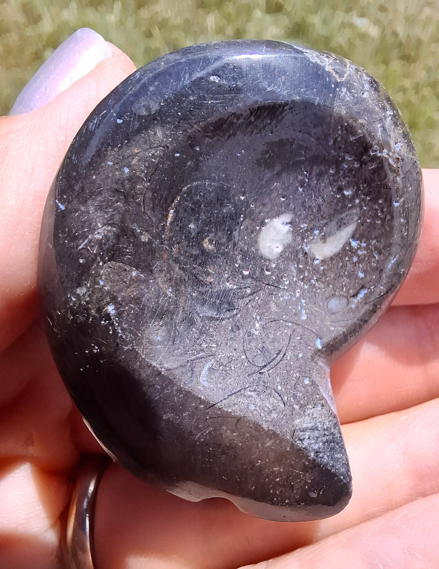 Goniatite, Fossil (Ref: GA8)
