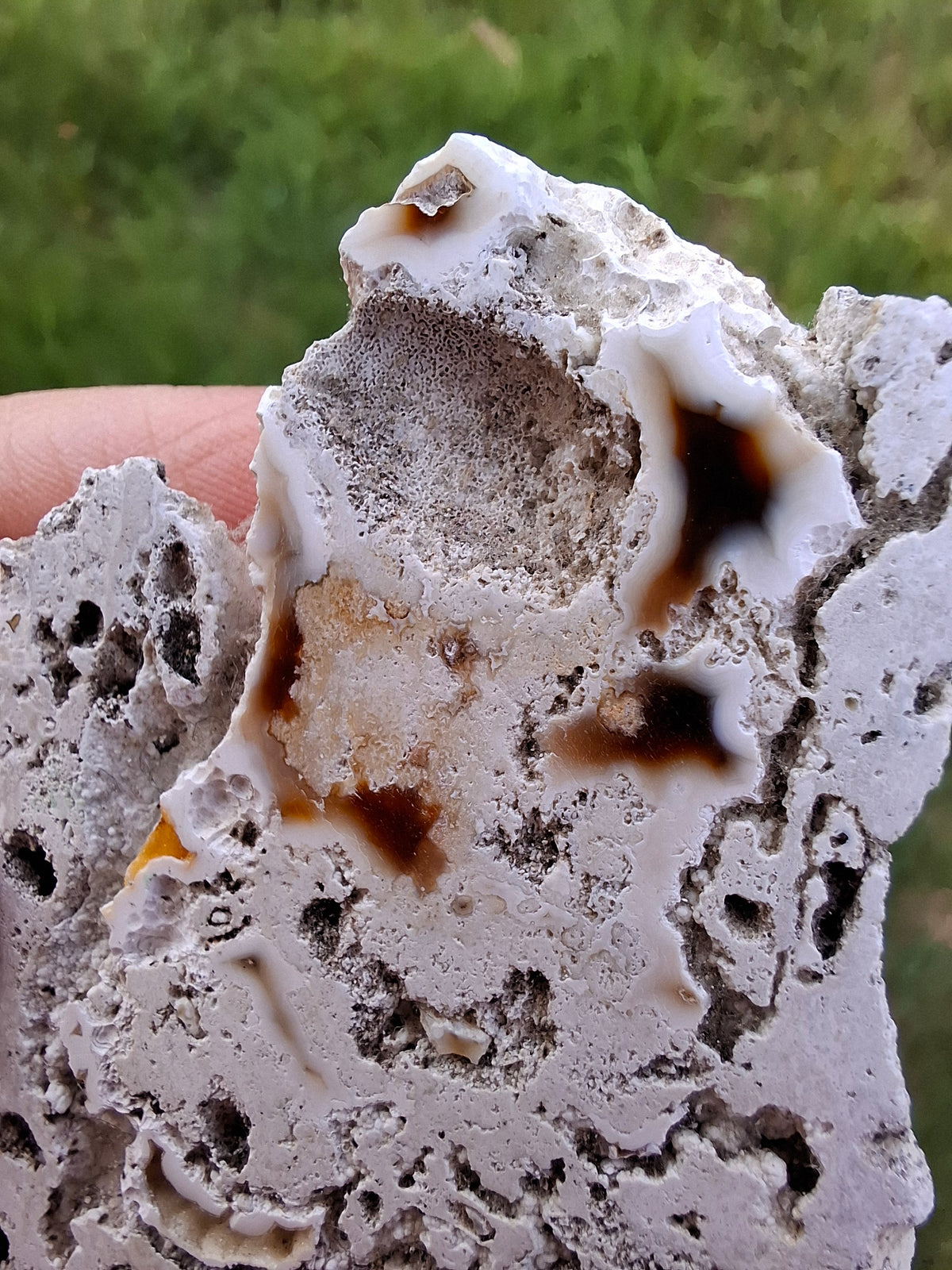 Fossilised Coral replaced by Chalcedony/Agate, Fossil (Ref: FCA1)
