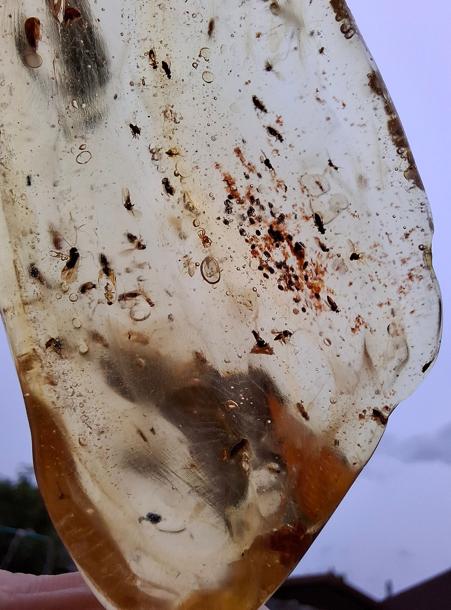 Copal Young Amber with INSECTS inside, 28.43g, Fossil (Ref: CA10)