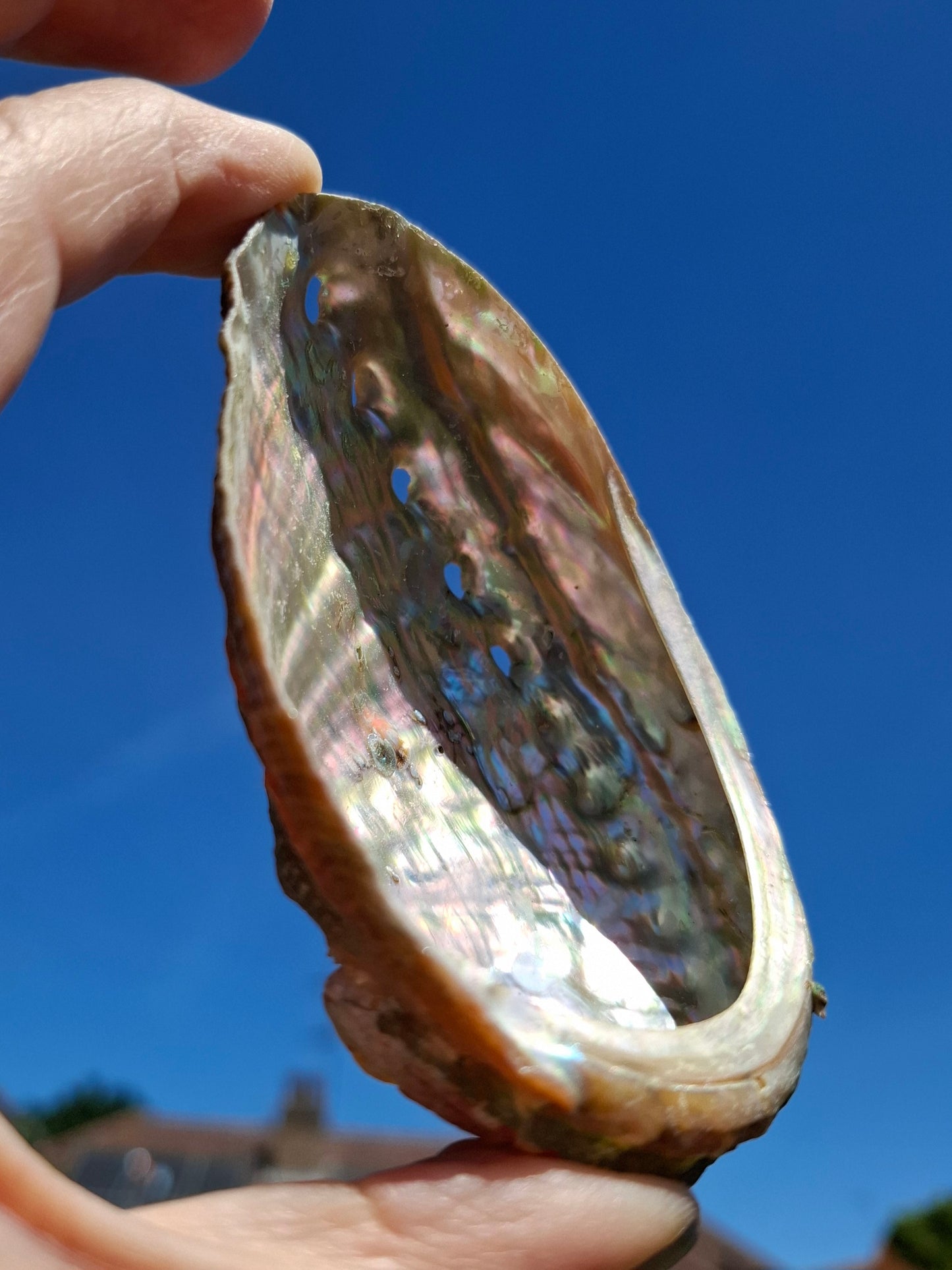Abalone Shell, (Ref: SH1)